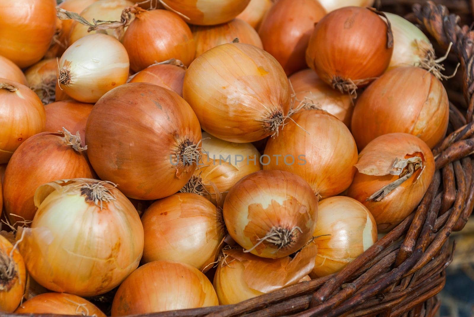 Onion Background