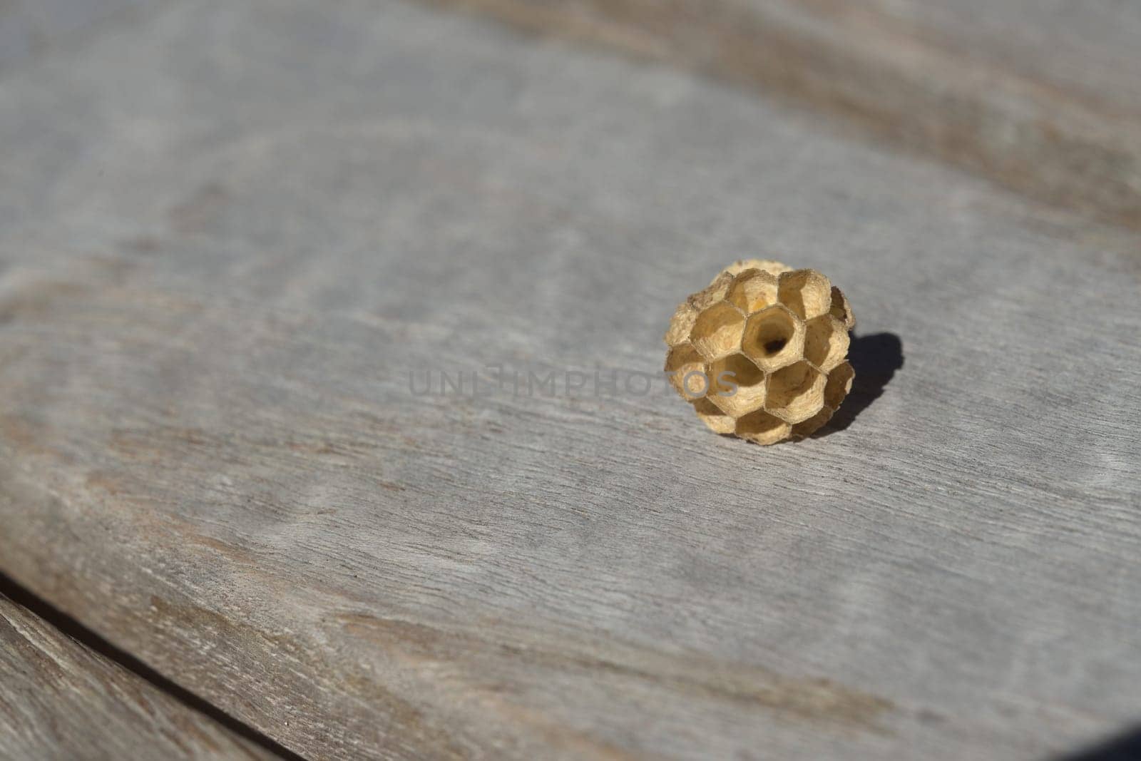 Small wasp nest, made of paper like fiber material, lying on the wooden table that the wasps took the fibers from to build the nest. Much copy space