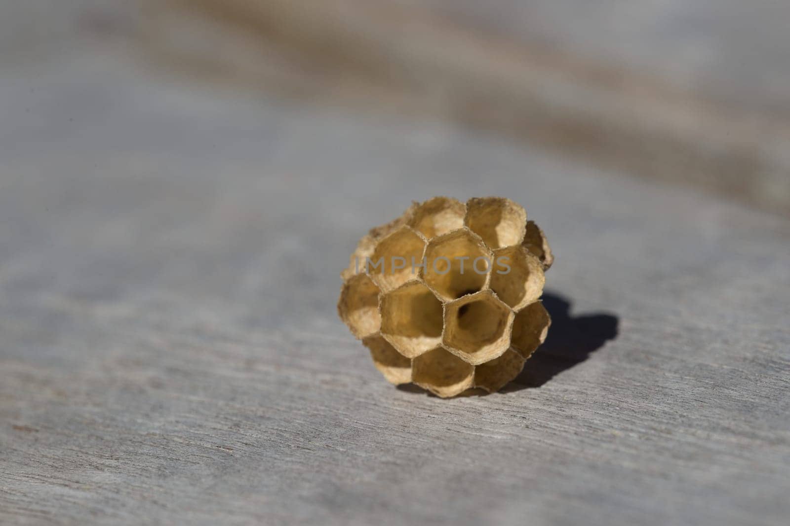 Copy space surrounds small empty wasps nest. Lit by natural sunlight and on a grey wood background. selective macro focus, suitable for background use
