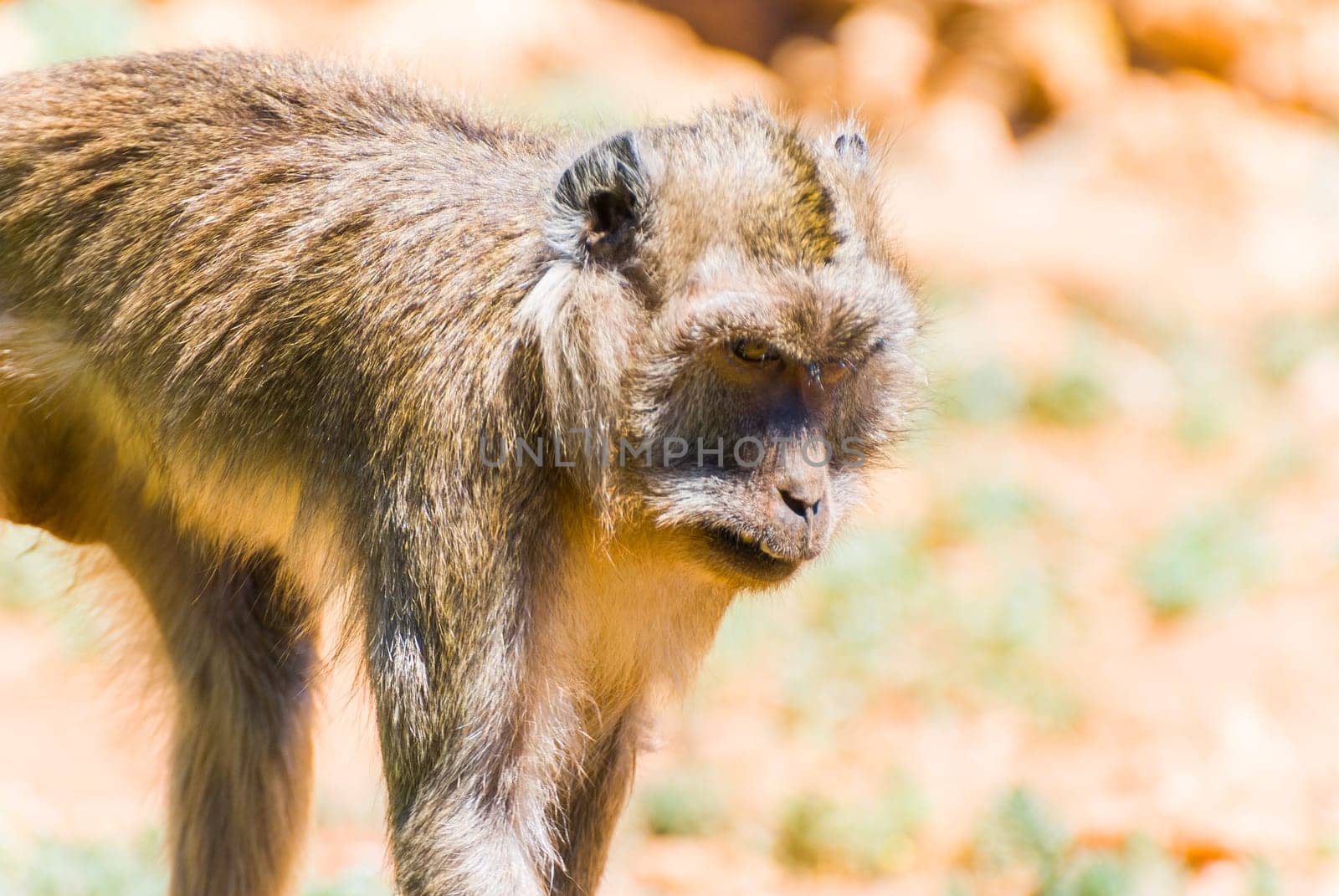 Little Monkey, Sa Coma, Mallorca