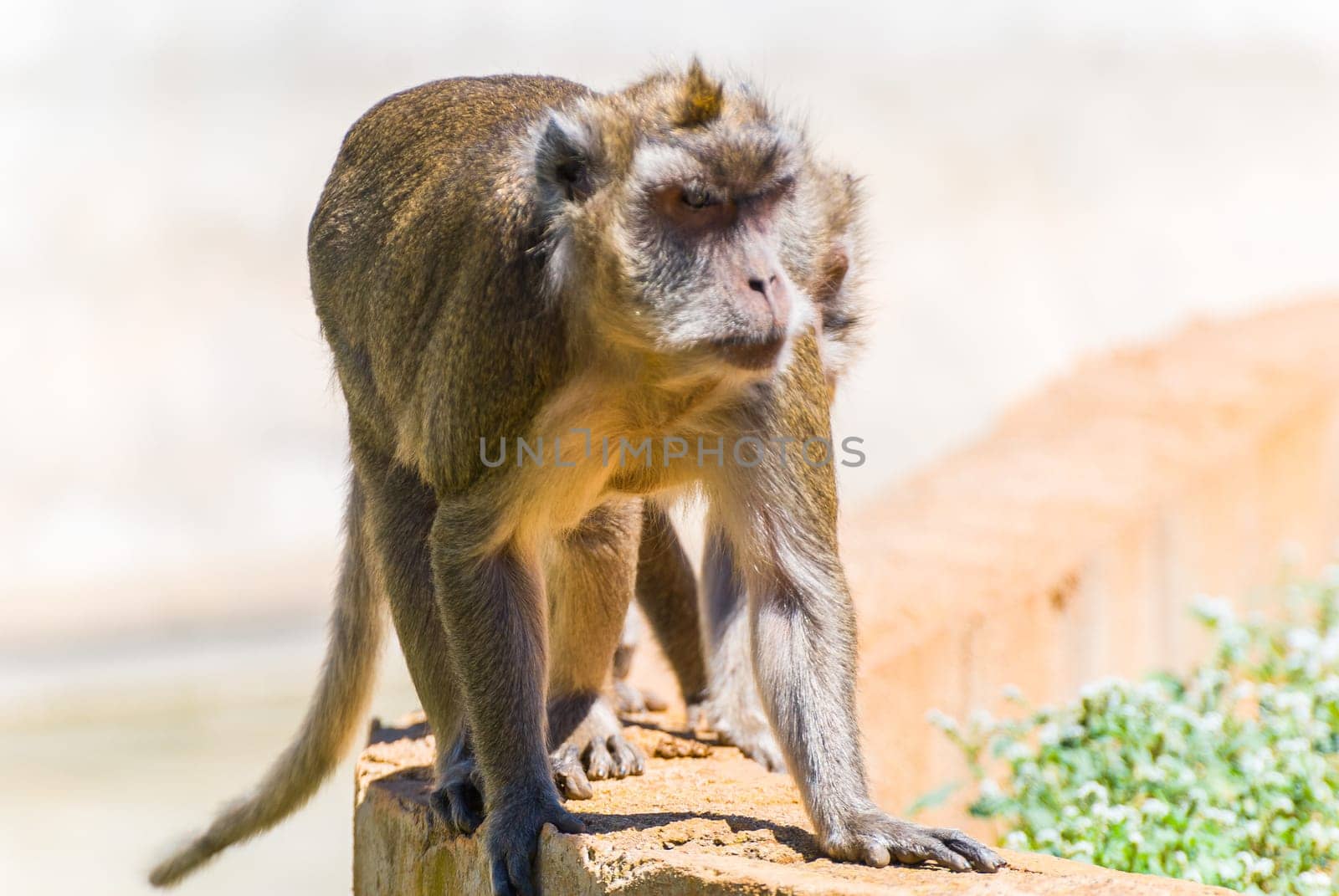 Little Monkey, Sa Coma, Mallorca