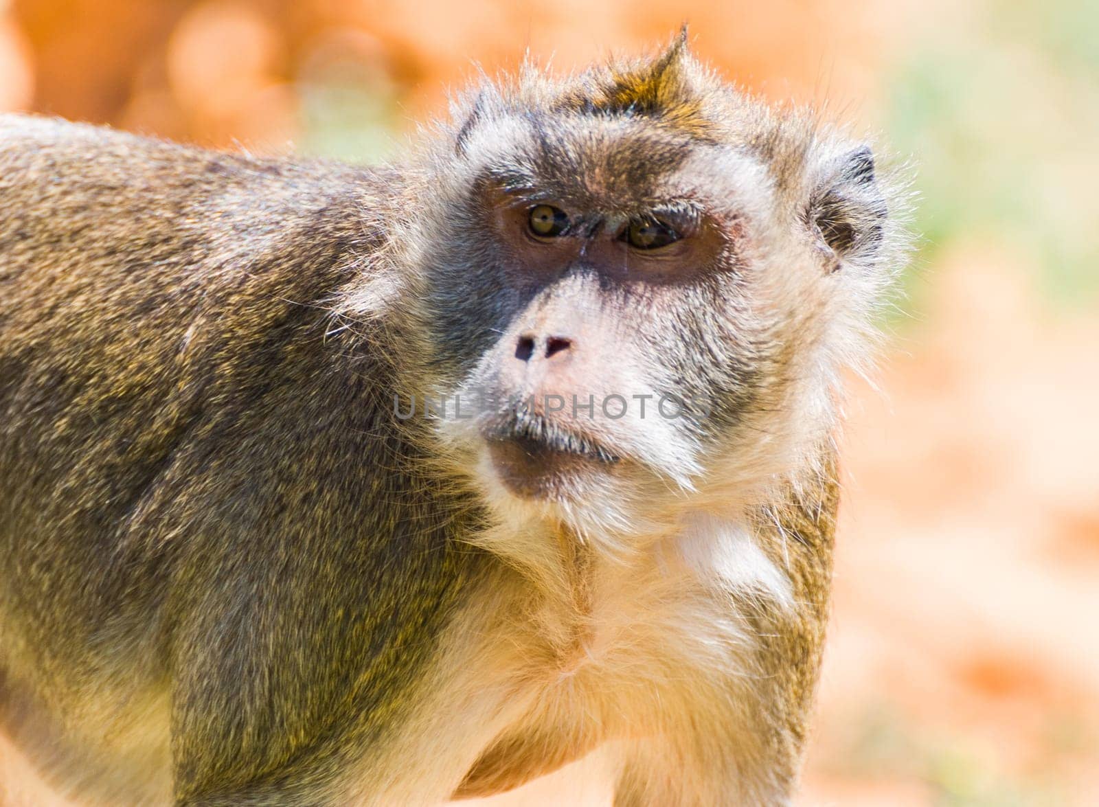 Little Monkey, Sa Coma, Mallorca