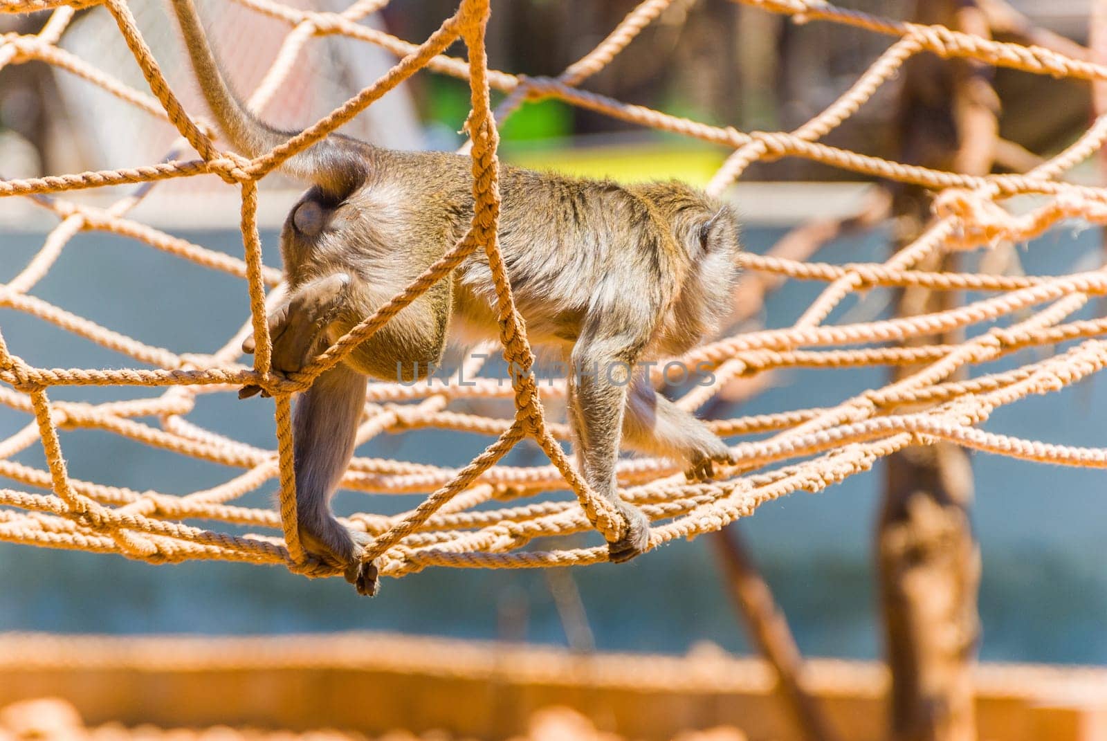 Little Monkey, Sa Coma, Mallorca