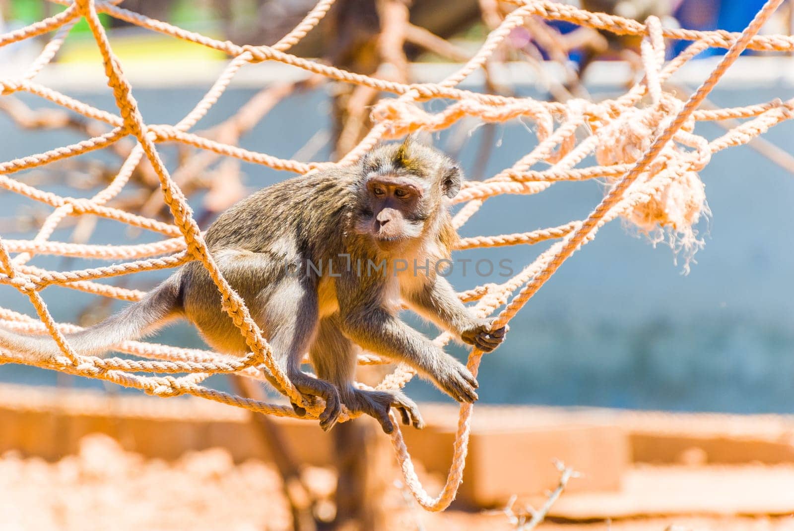 Little Monkey, Sa Coma, Mallorca
