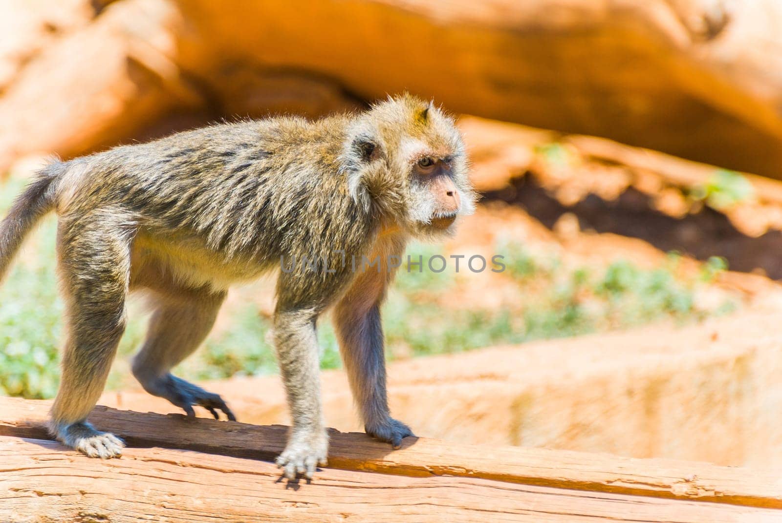Little Monkey, Sa Coma, Mallorca