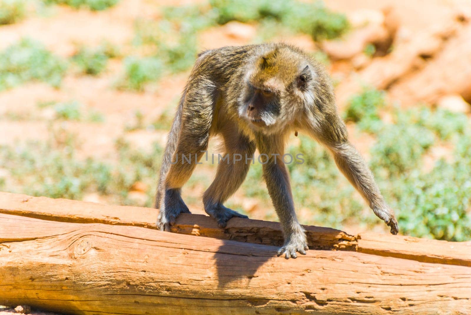 Little Monkey, Sa Coma, Mallorca