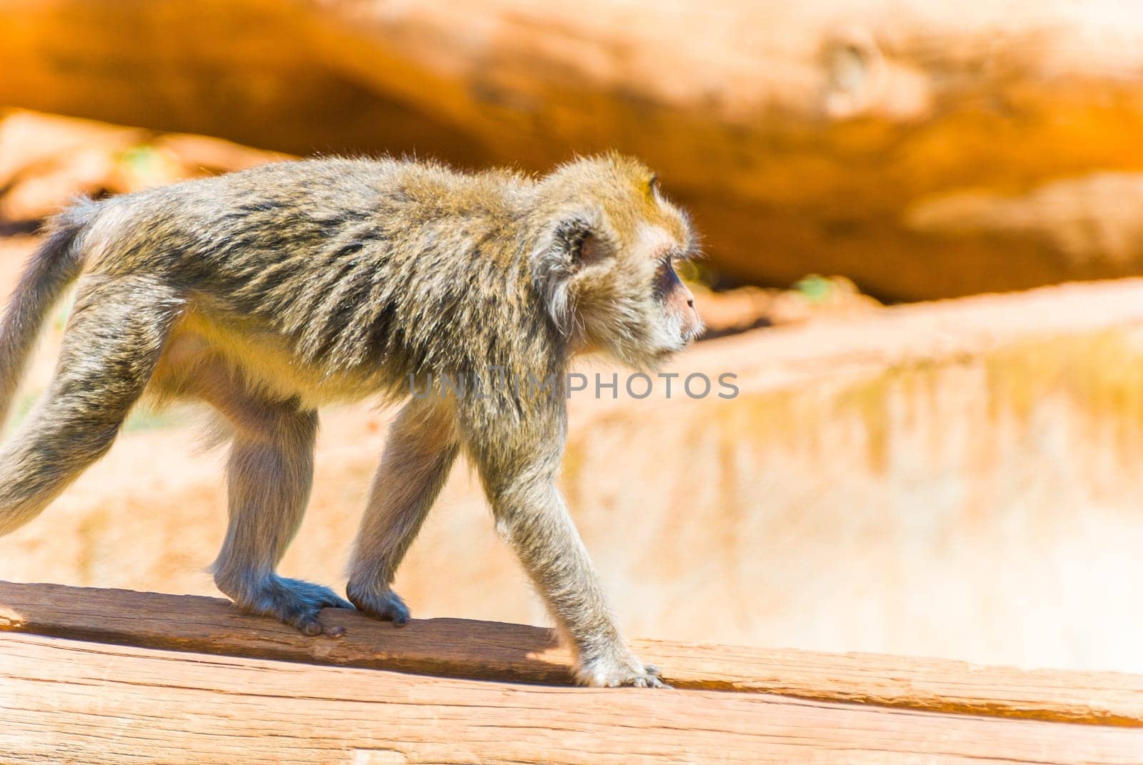 Little Monkey, Sa Coma, Mallorca