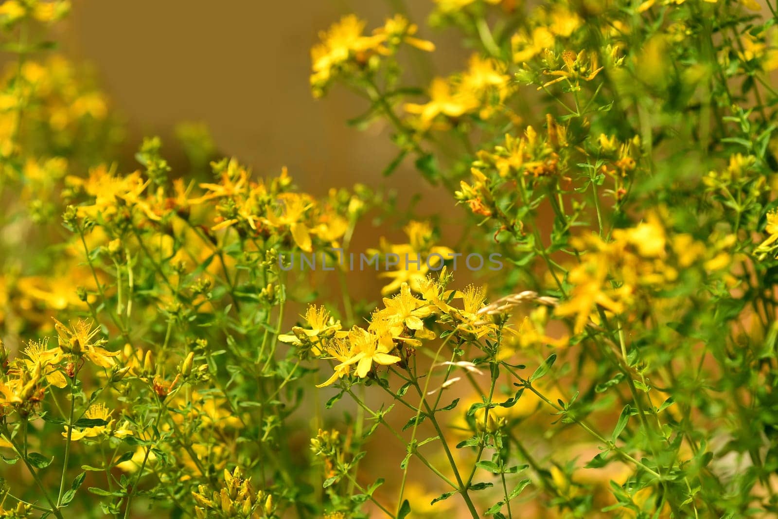 St. John wort, medicinal plant with flower
