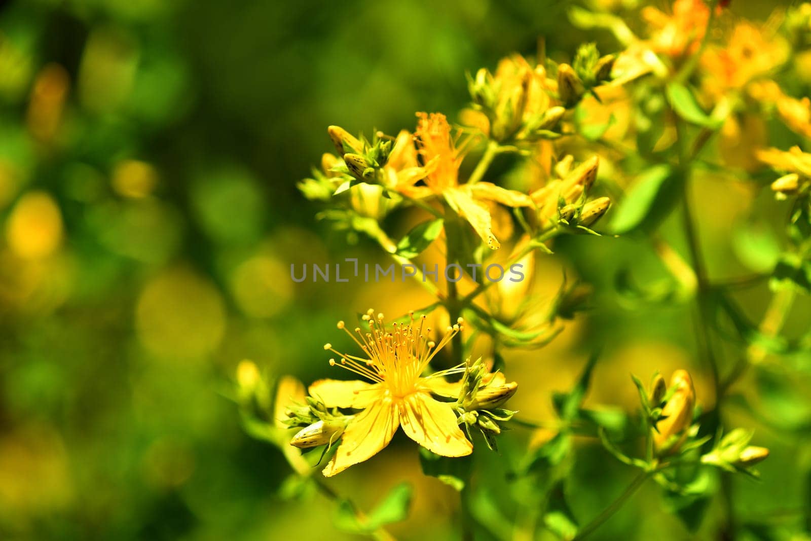 St. John wort, medicinal plant with flower