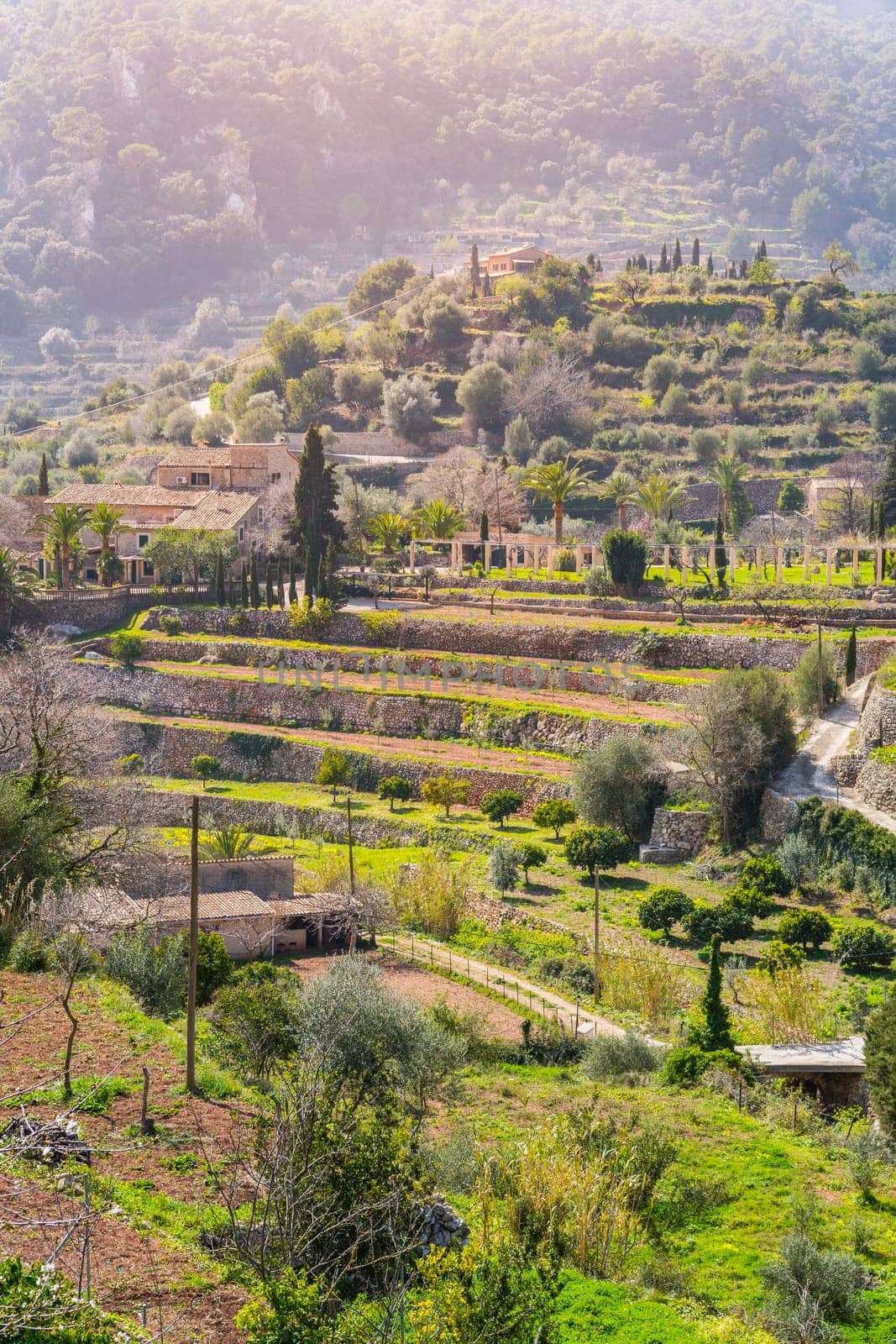 Wine mountains close to Valldemossa in Majorca (spain)