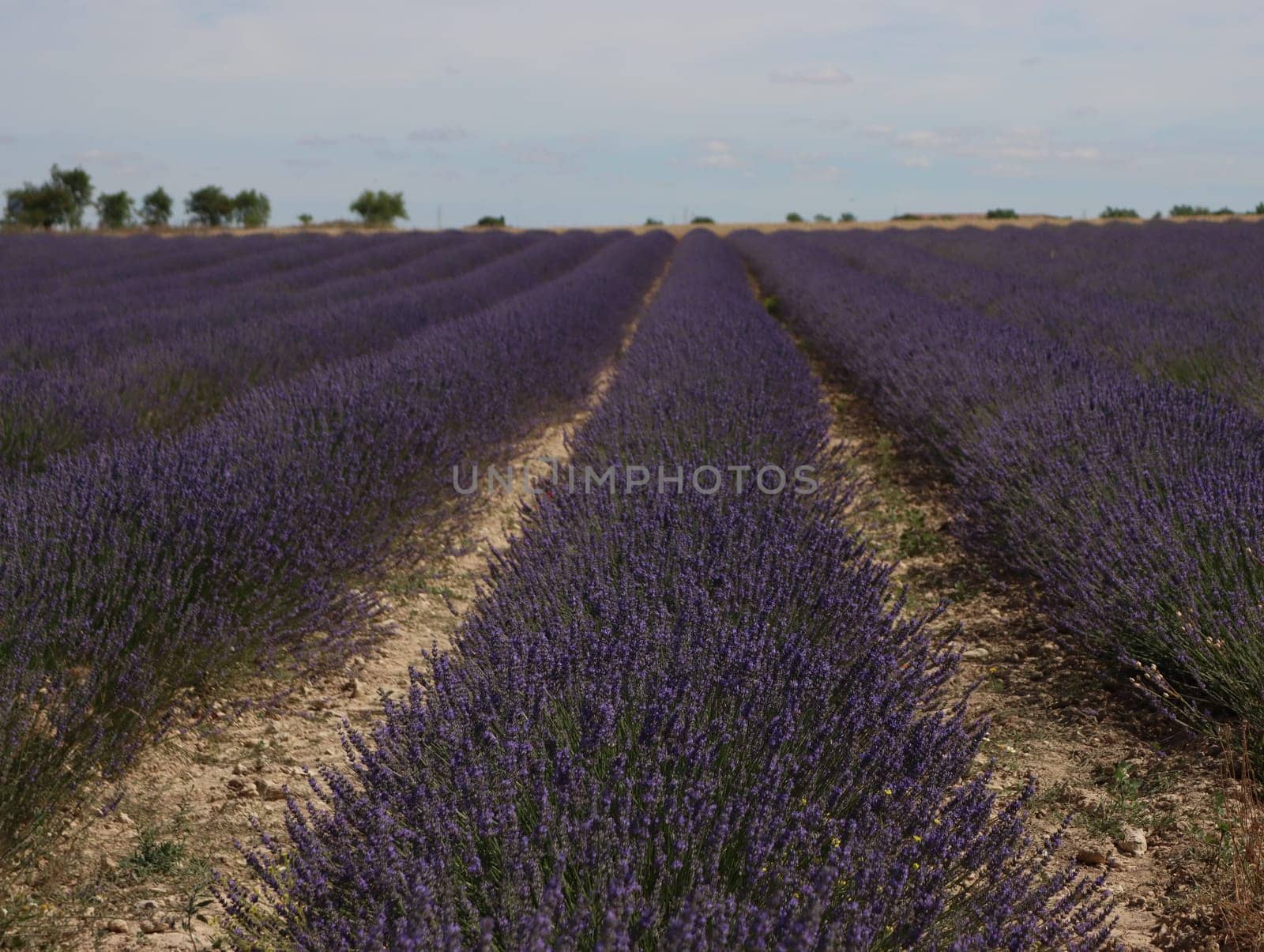 beautiful field lavender flowers aroma natural color insect oils