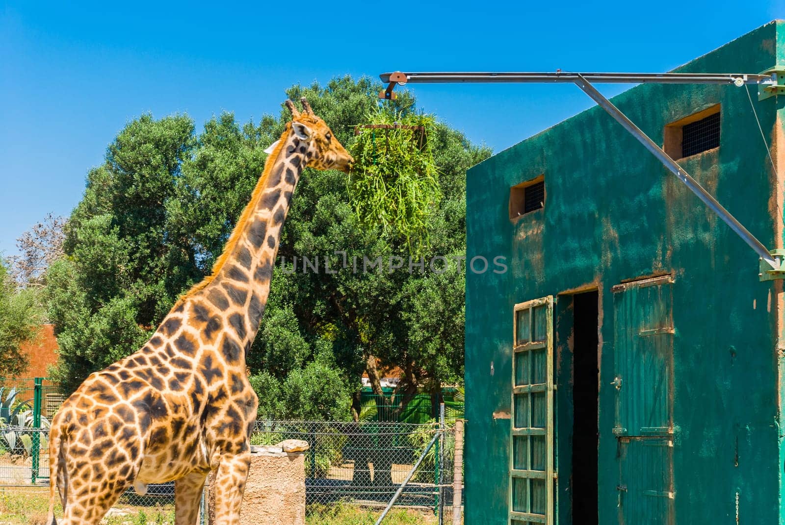 Eating giraffe, Safari Park - Majorca