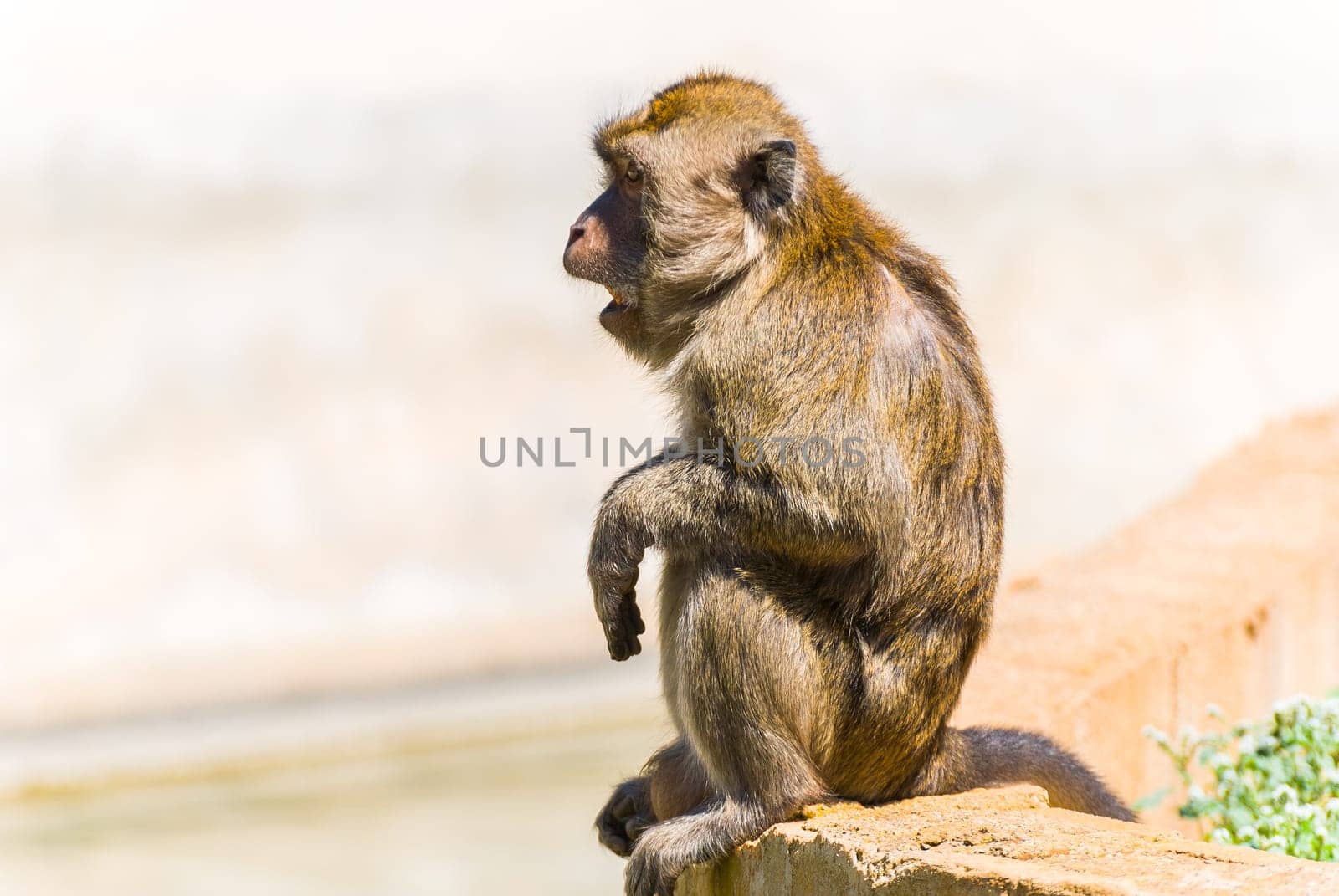 Little Monkey, Sa Coma, Mallorca