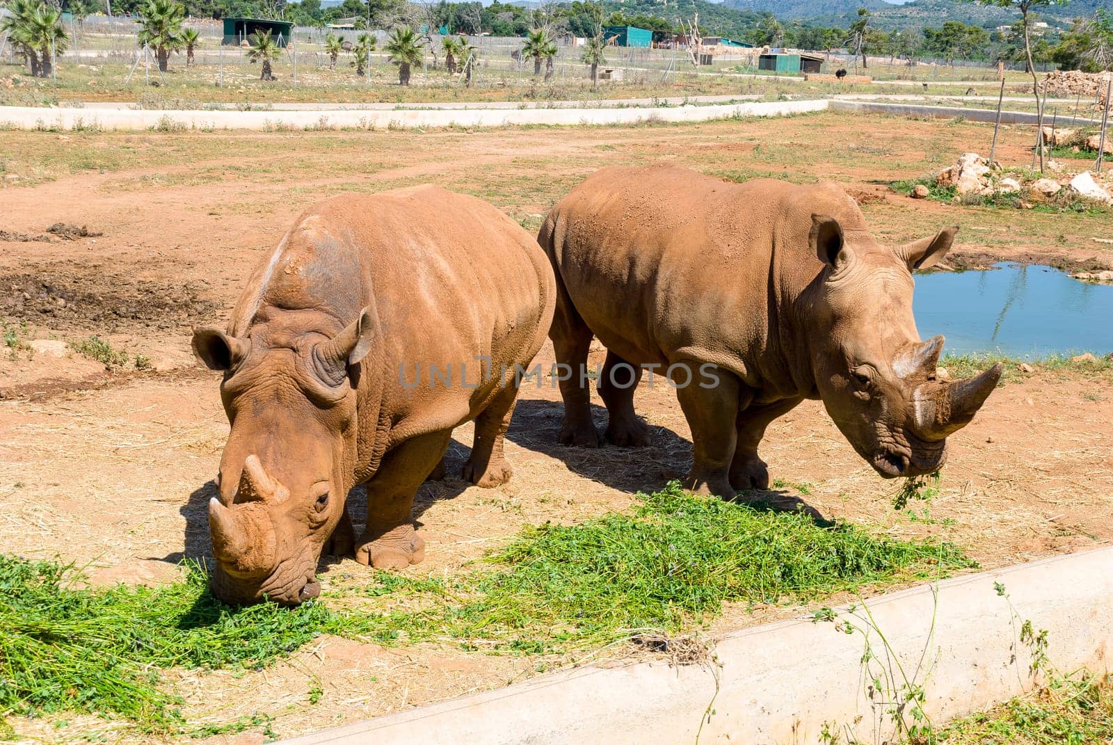 rhinoceros, majorca (spain)