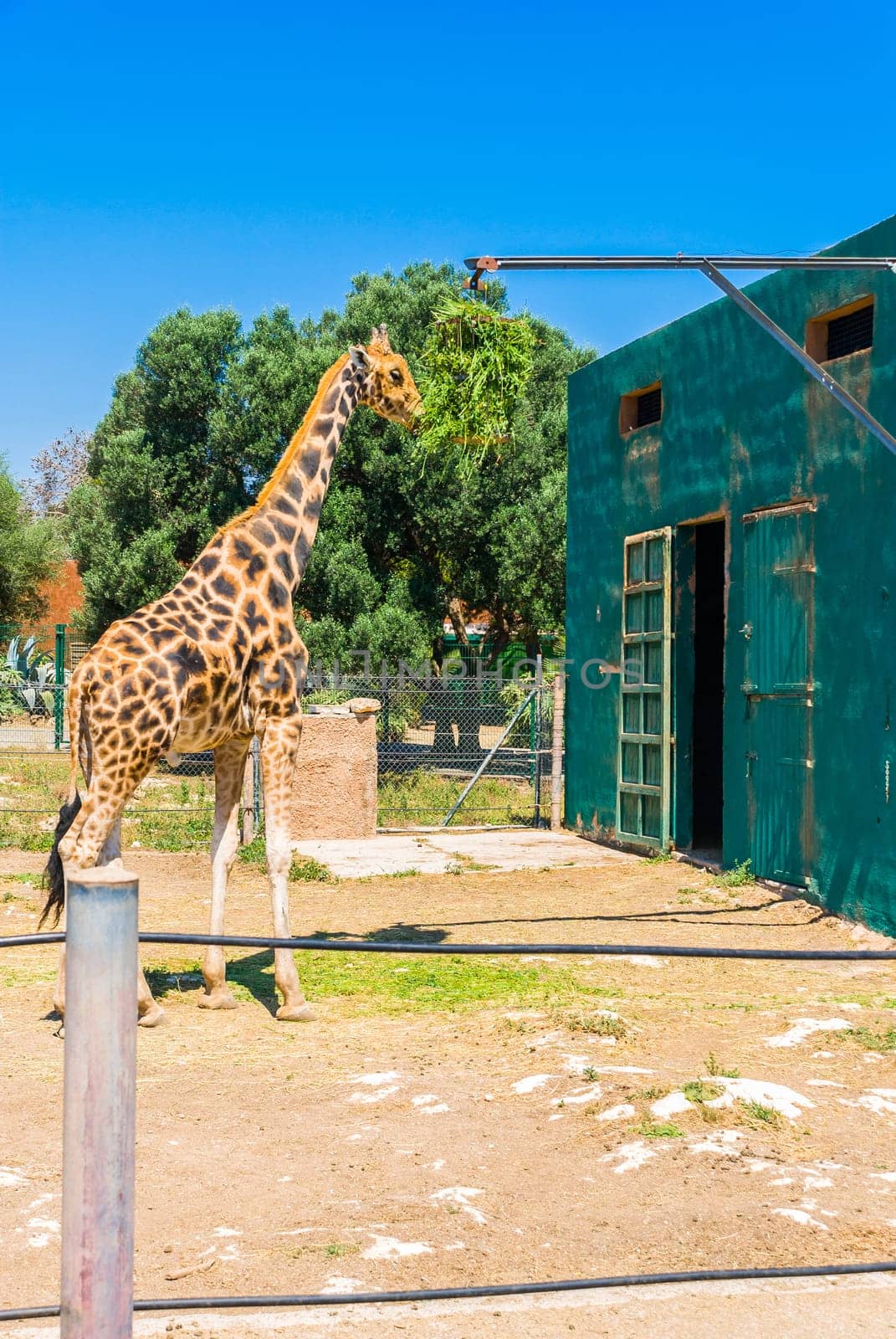 Eating giraffe, Safari Park - Majorca