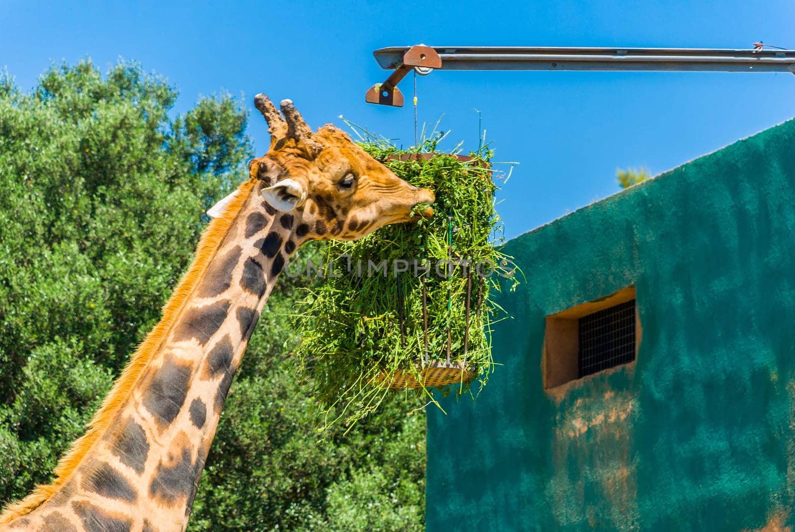 Eating giraffe, Safari Park - Majorca