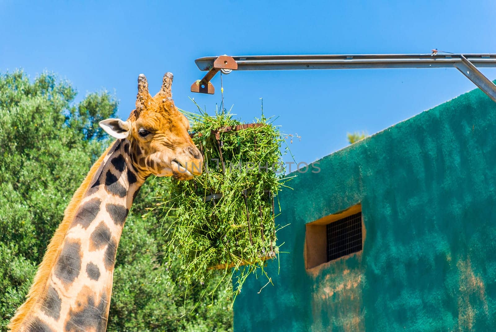 Eating giraffe, Safari Park - Majorca