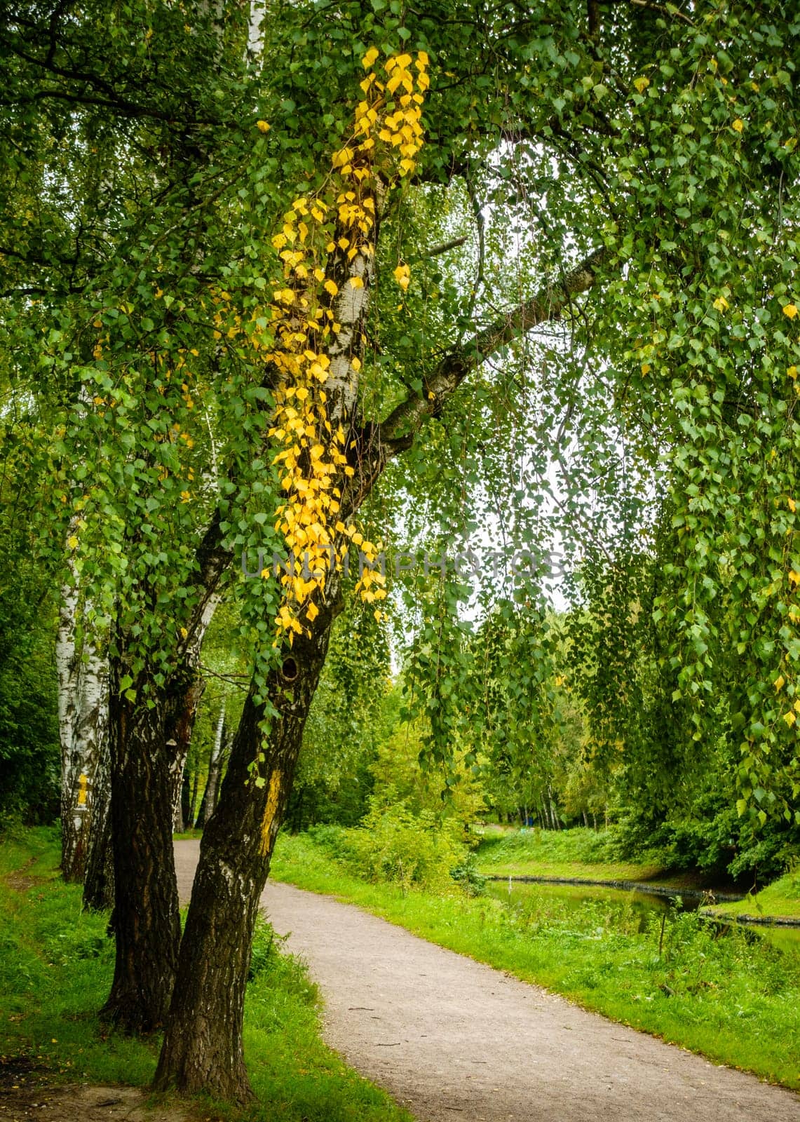 Birch lined alley in a park in Moscow, Russia in early fall