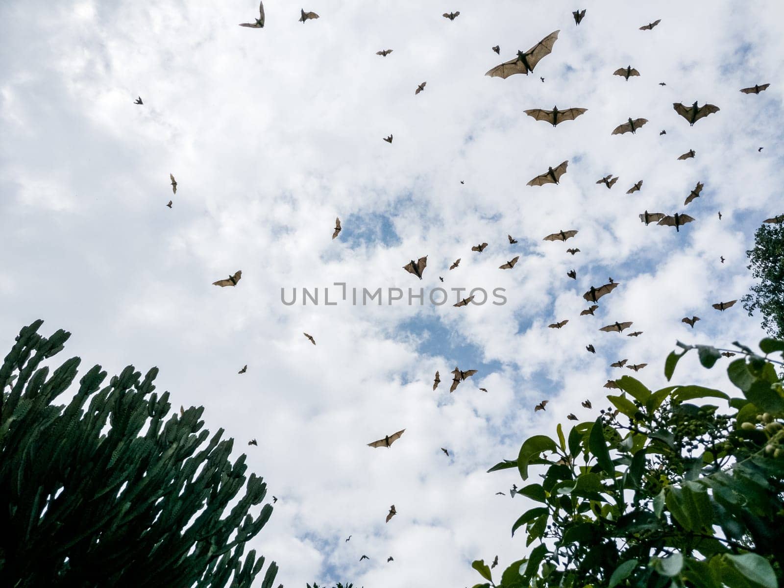 Flying Dogs/ Bat in Ruanda, Africa (Lake Kivu)