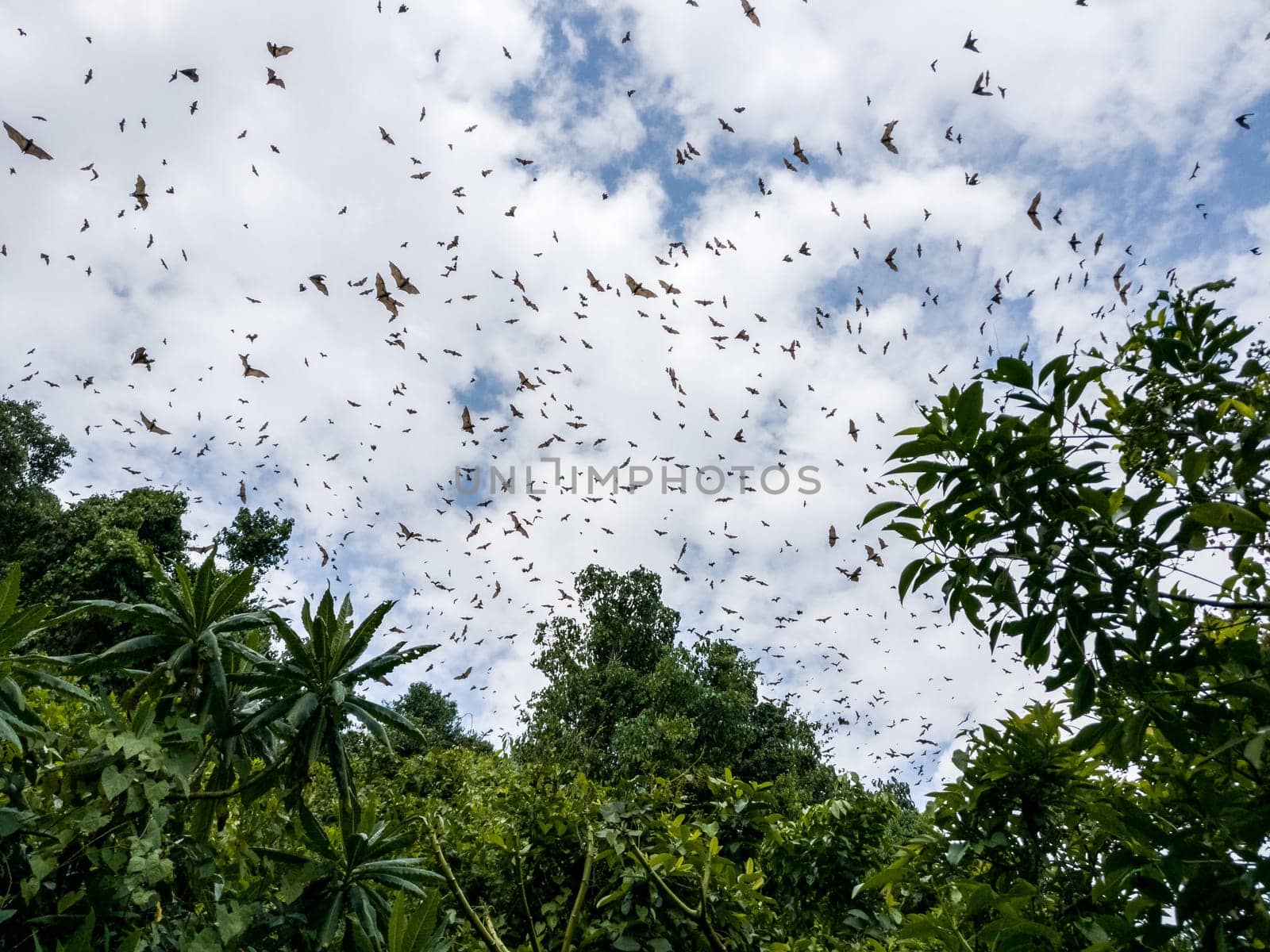 Flying Dogs/ Bat in Ruanda, Africa (Lake Kivu)