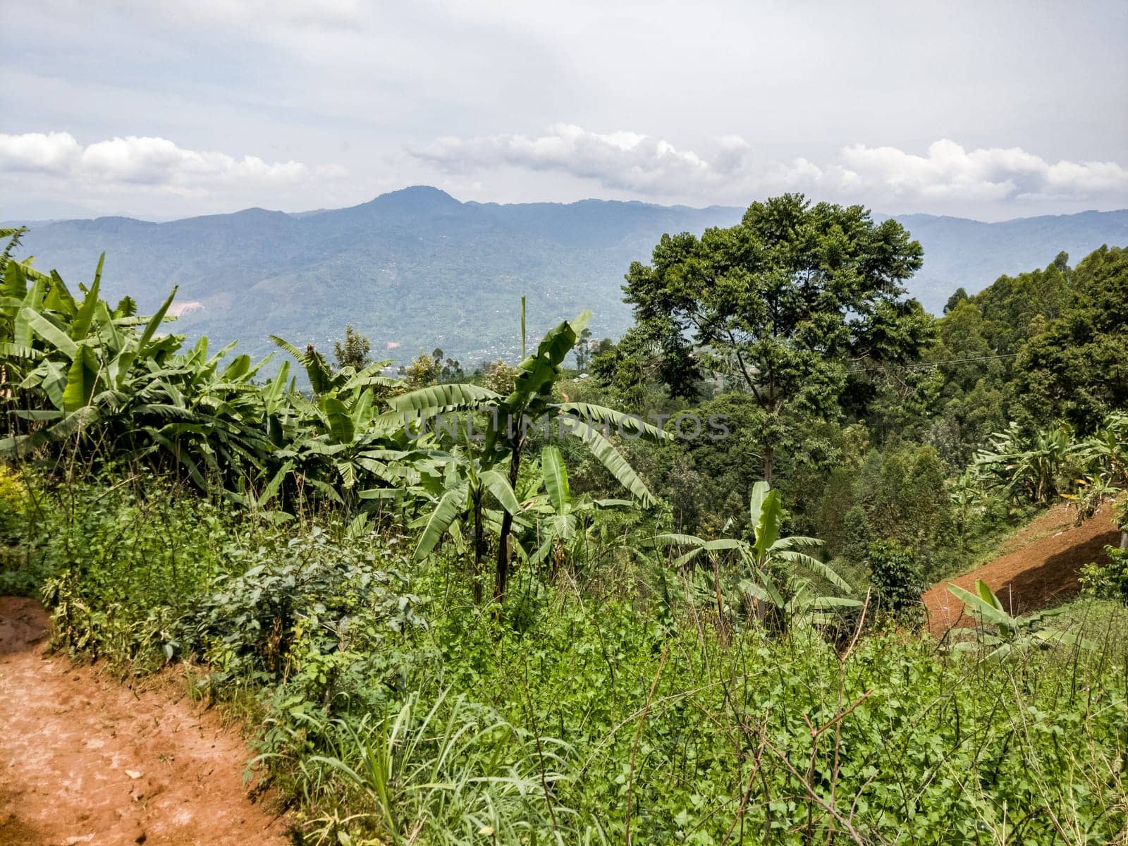 banana plants, ruanda - africa