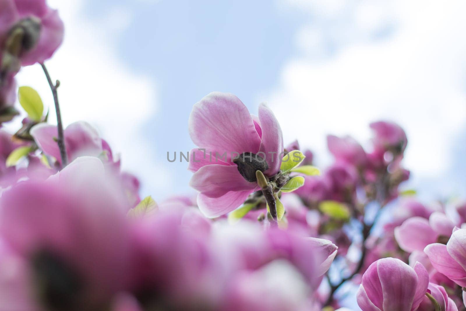Beautiful magnolia blossom in a park, spring