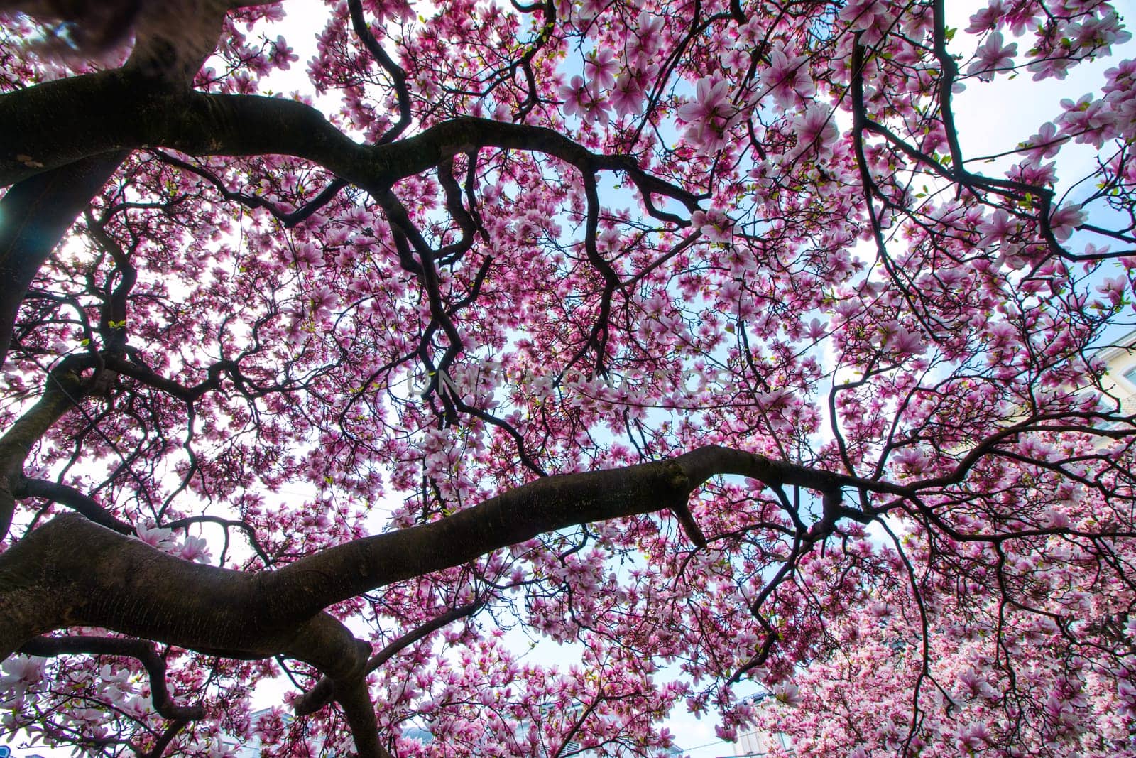 Beautiful magnolia tree in a park, spring