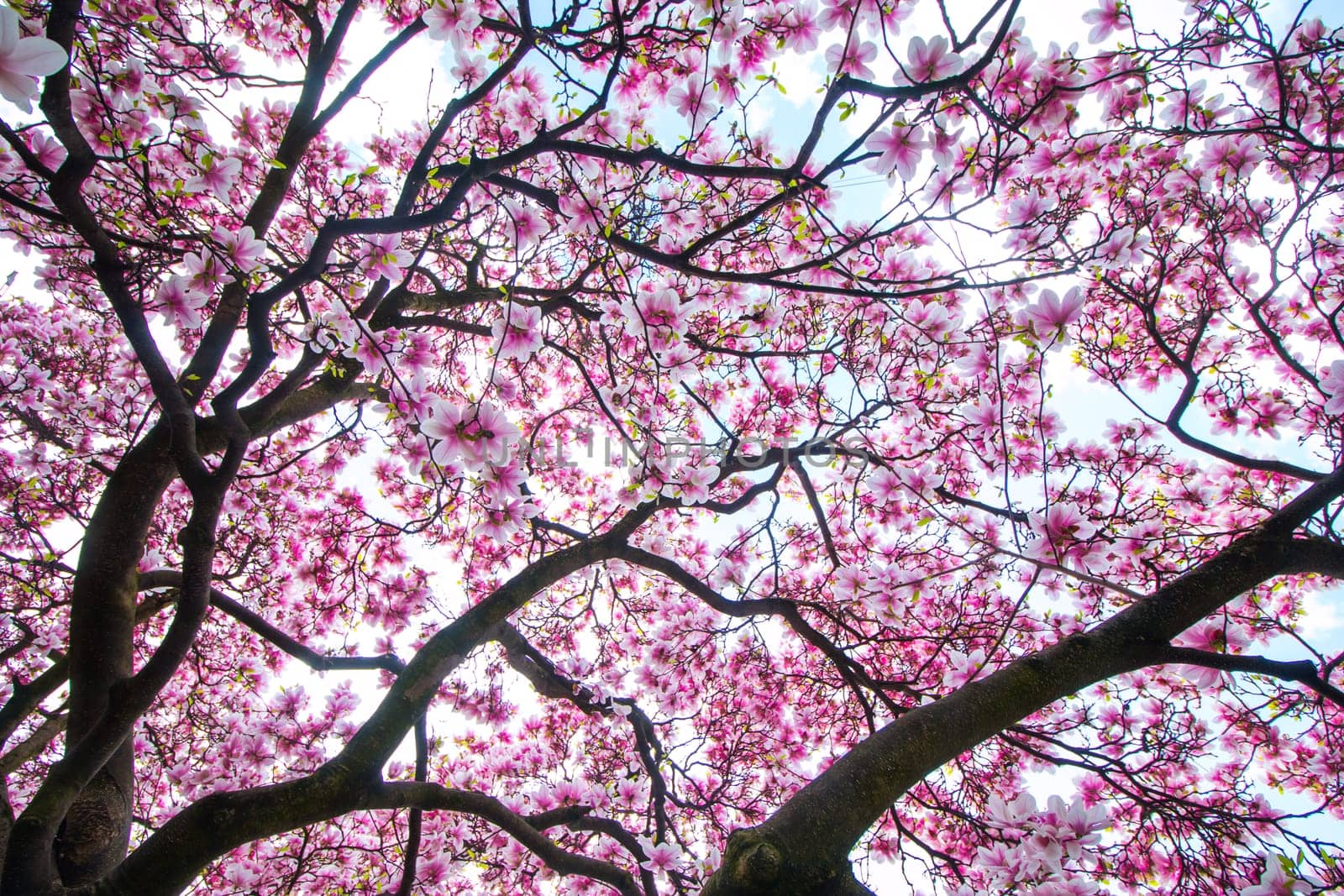 Beautiful magnolia tree in a park, spring