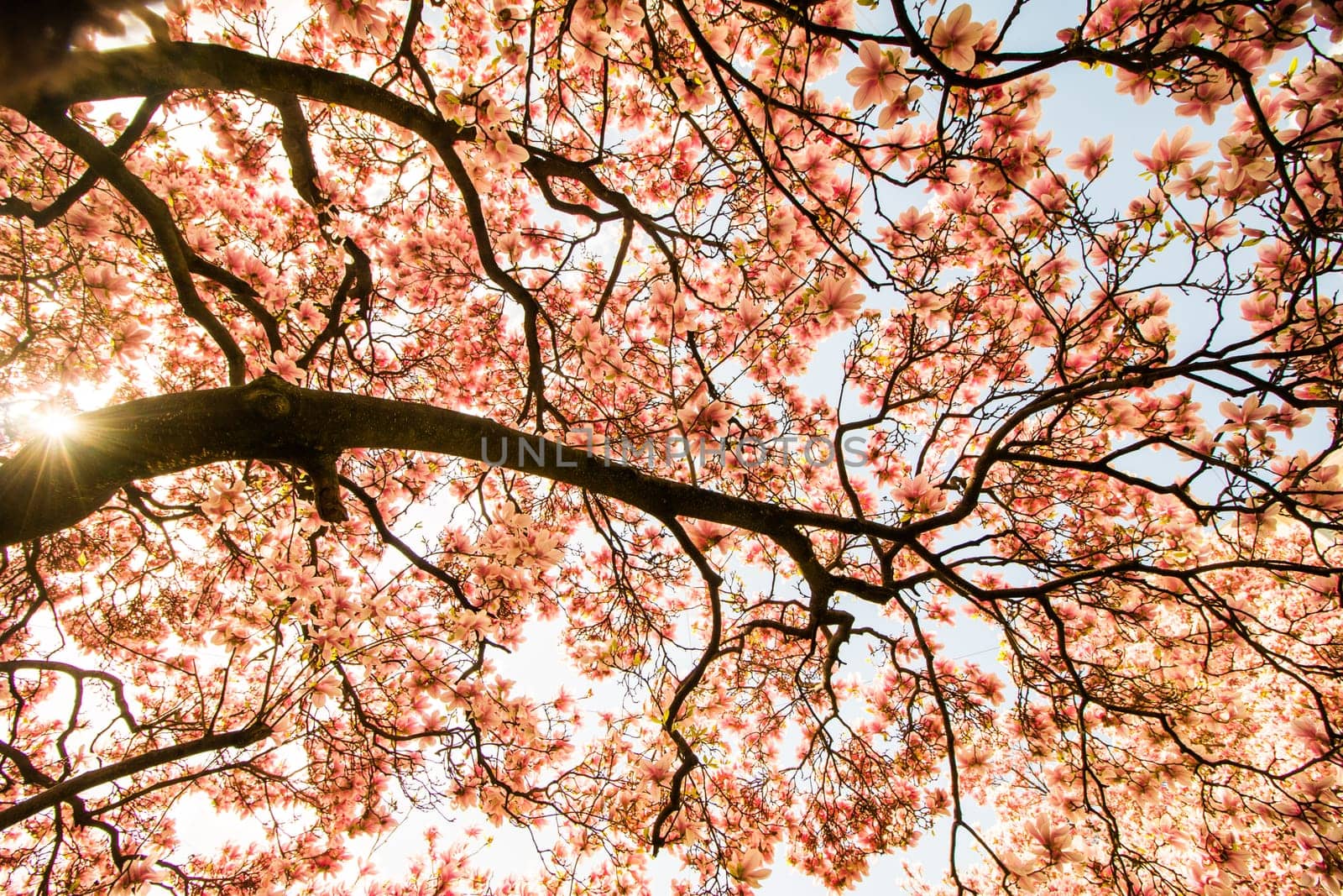 Beautiful magnolia tree in a park, spring