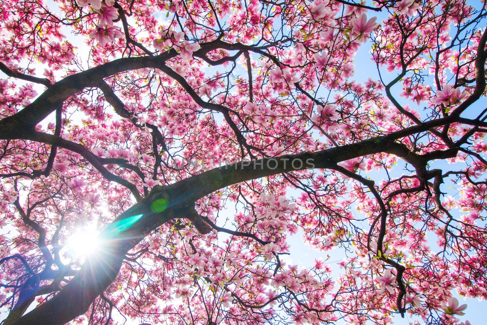 Beautiful magnolia tree in a park, spring