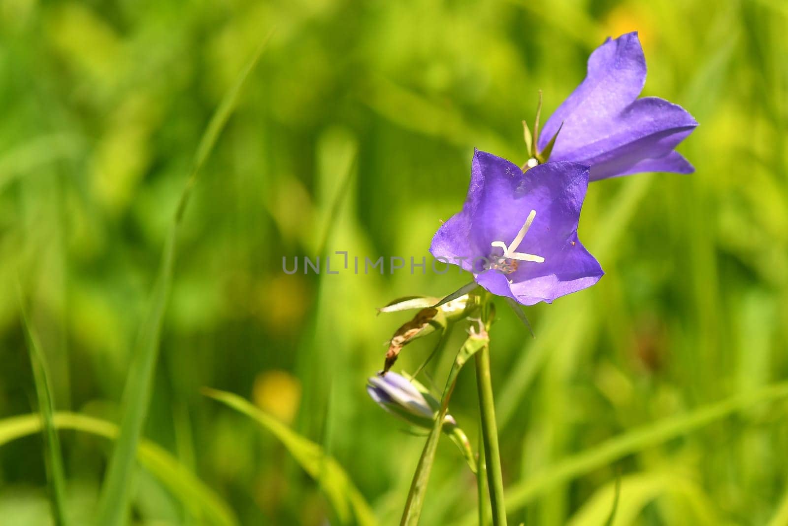 bellflower in a meadow in summer in Germany