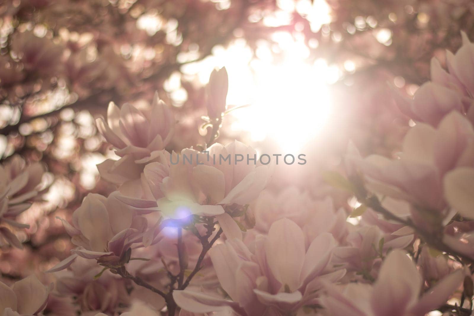 Beautiful magnolia blossom in a park, spring, sunshine