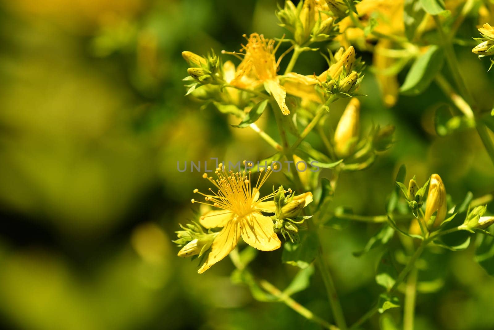 St. John wort, medicinal plant with flower