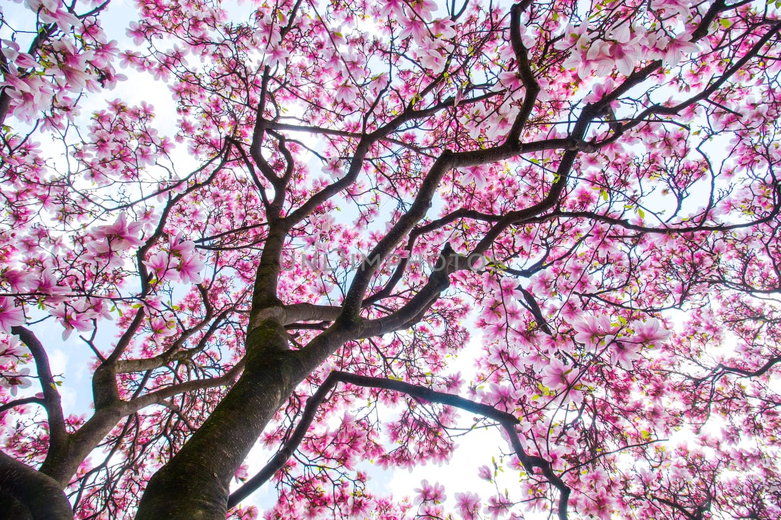 Beautiful magnolia tree in a park, spring