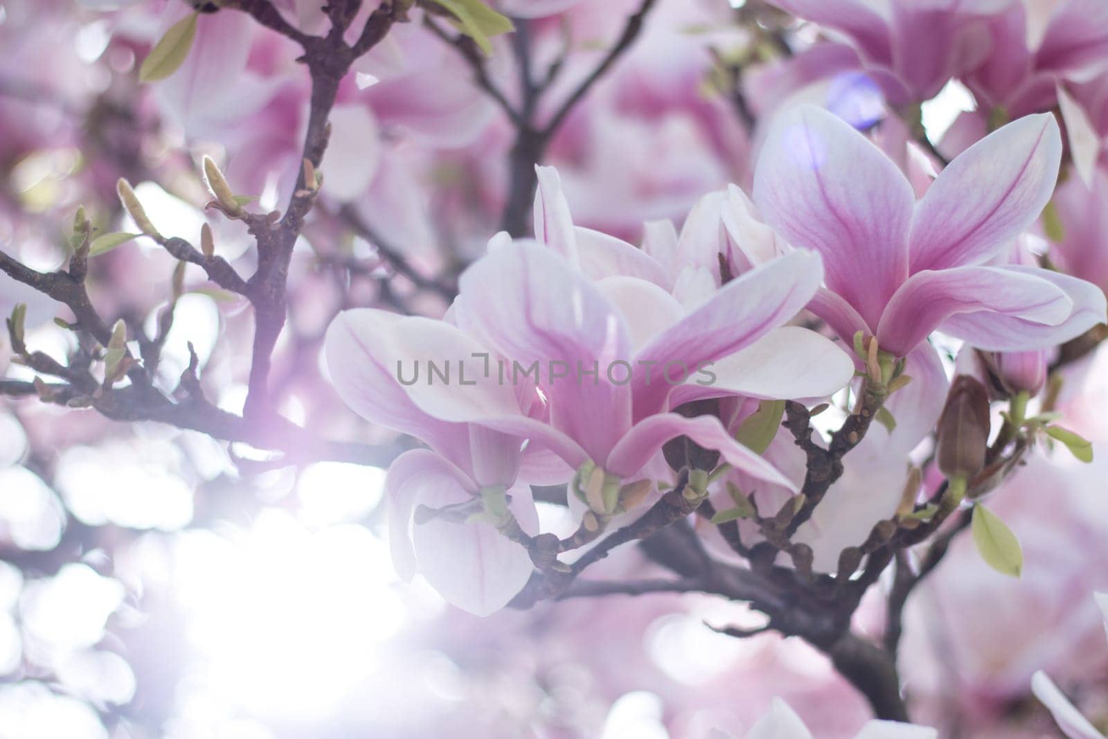 Beautiful magnolia blossom in a park, spring, sunshine