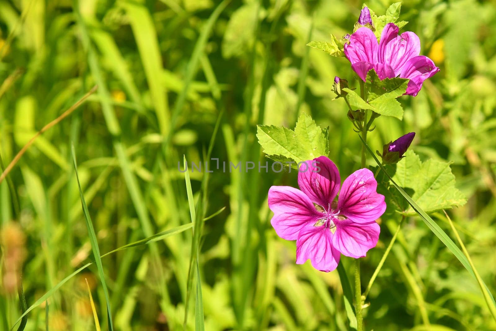 mallow, medicinal plant flower