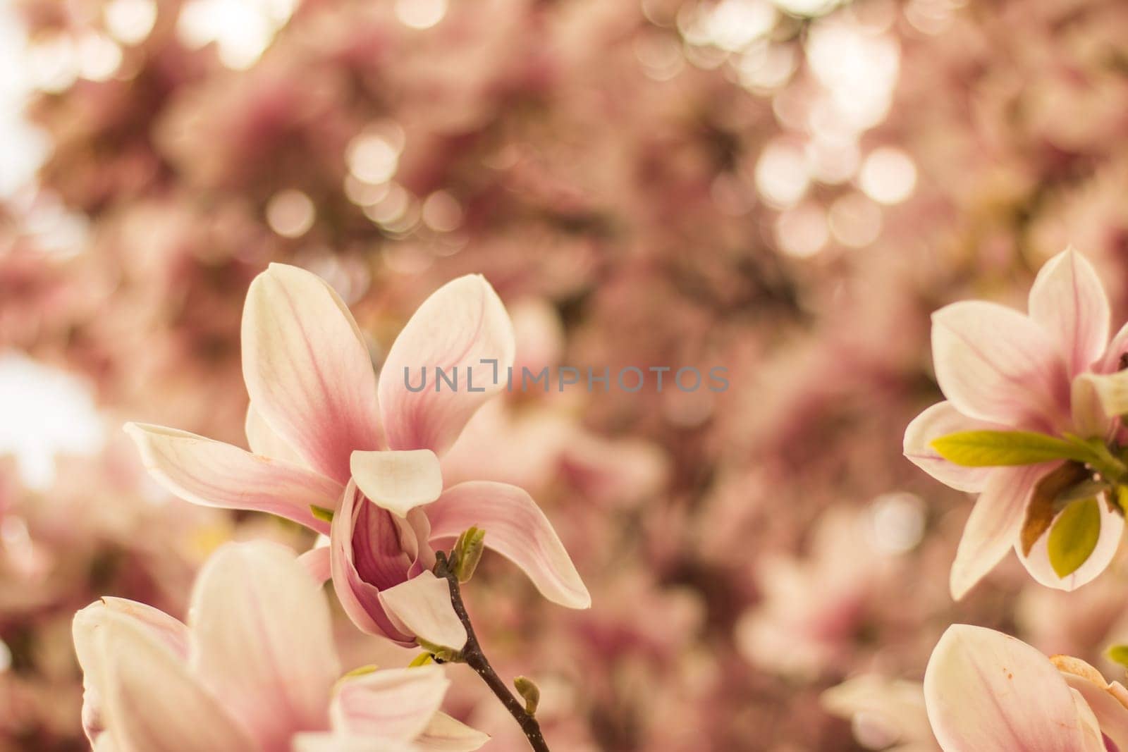 Beautiful magnolia blossom in a park, spring