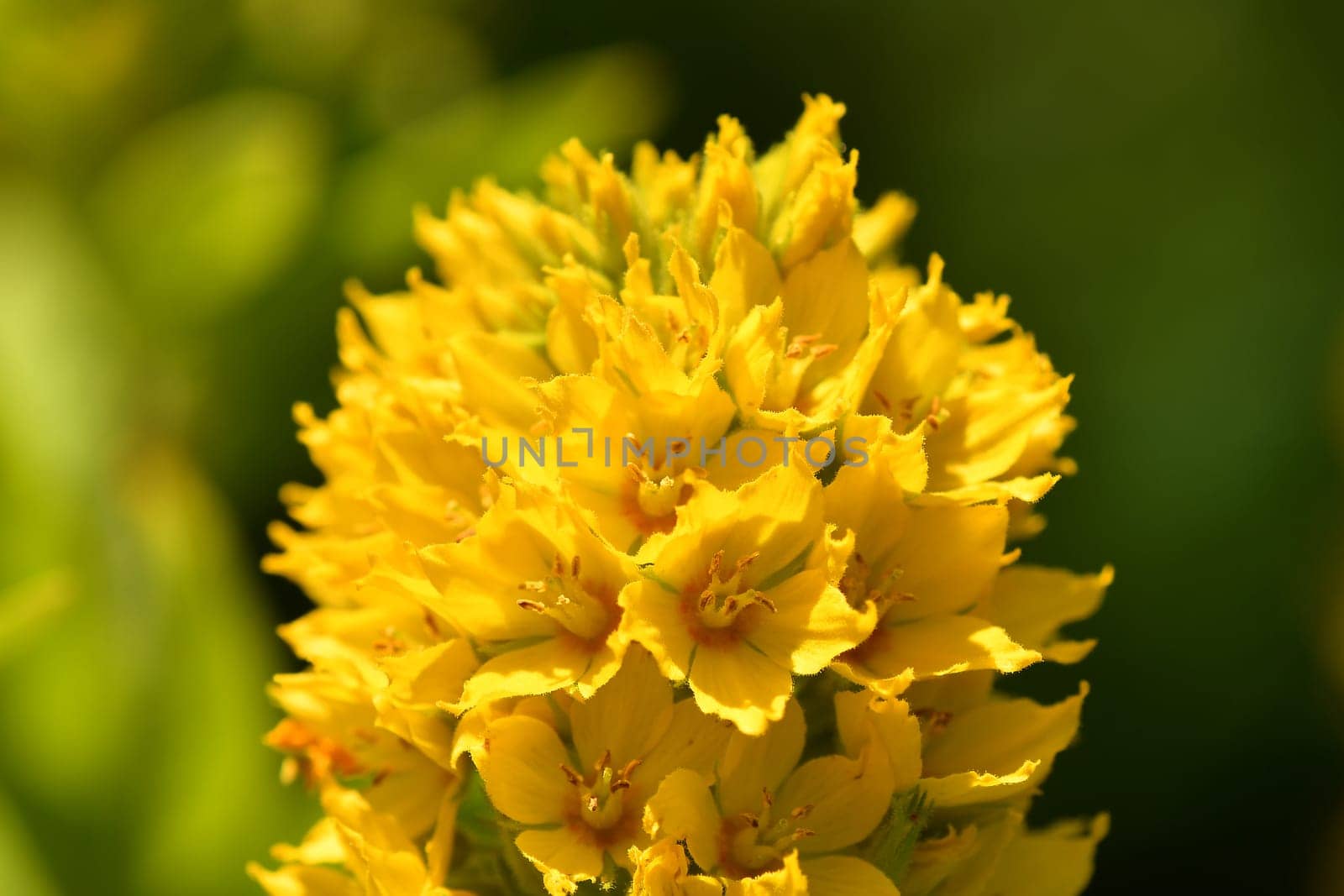 Garden Loosestrife, medicinal herb with flower