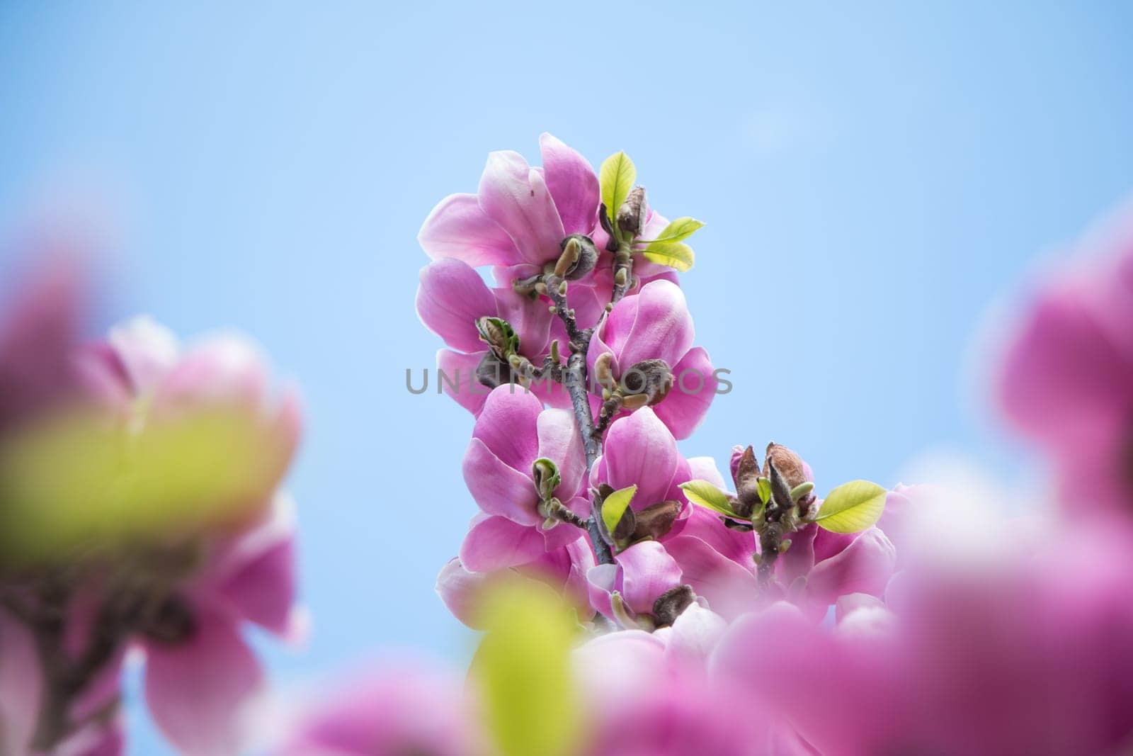 Beautiful magnolia blossom in a park, spring