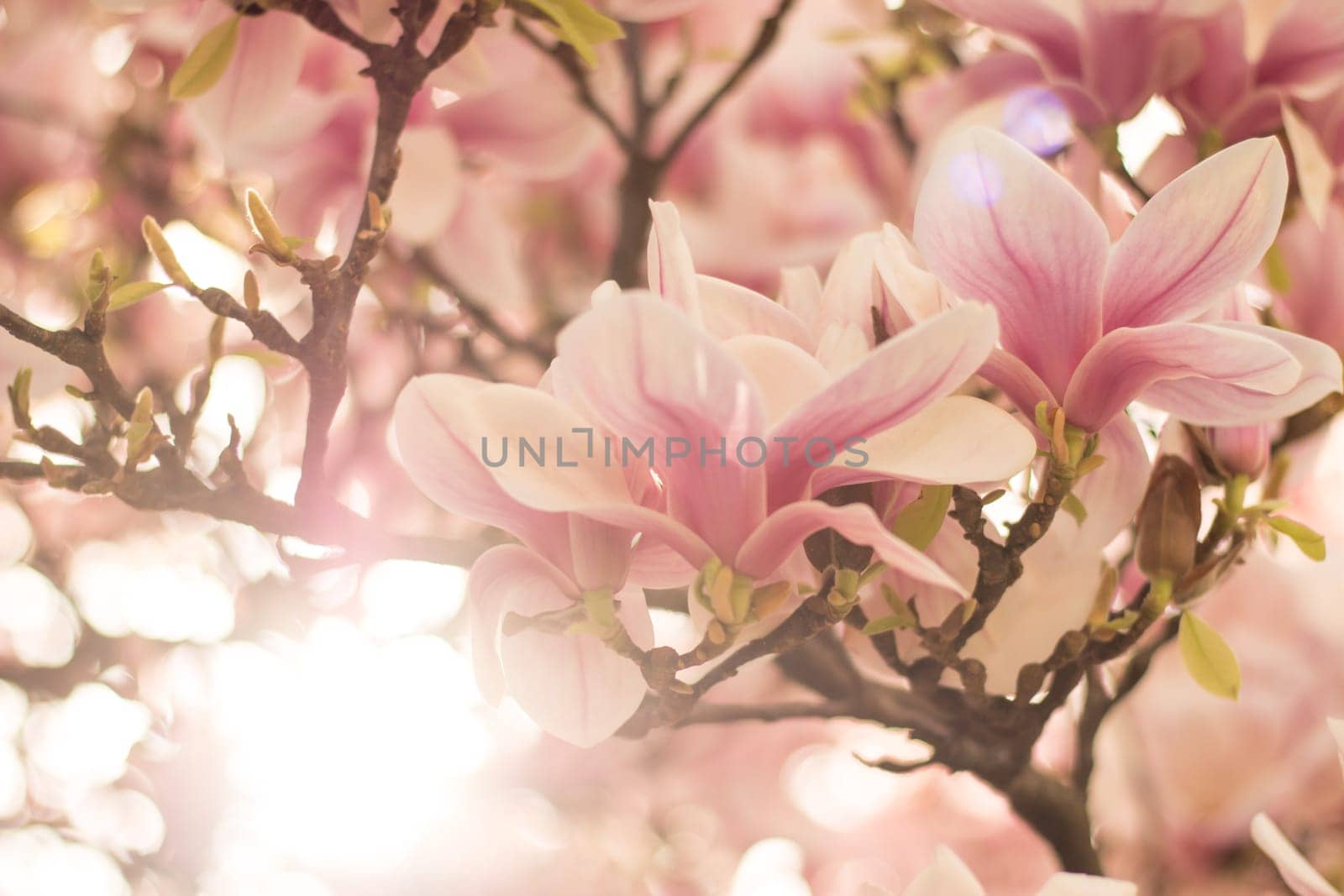 Beautiful magnolia blossom in a park, spring, sunshine