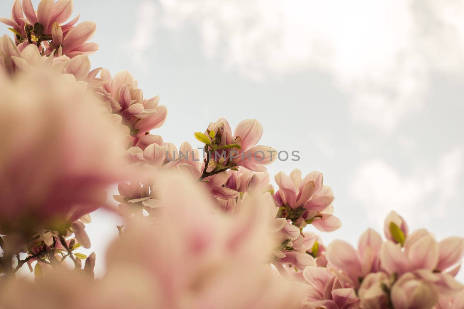 Beautiful magnolia blossom in a park, spring