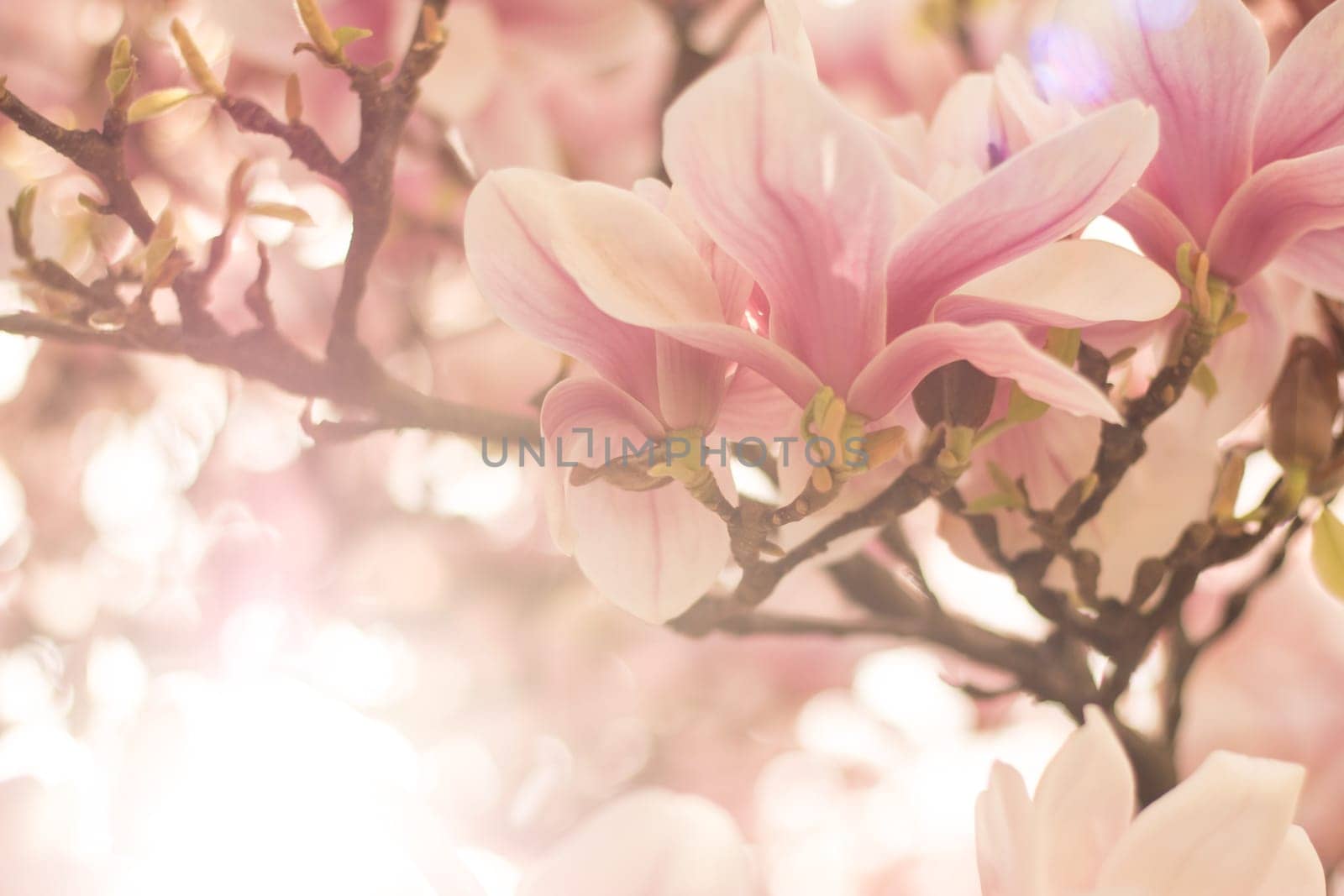 Beautiful magnolia blossom in a park, spring, sunshine