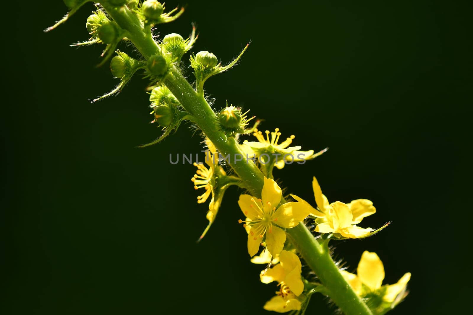 common agrimony with flower in summer