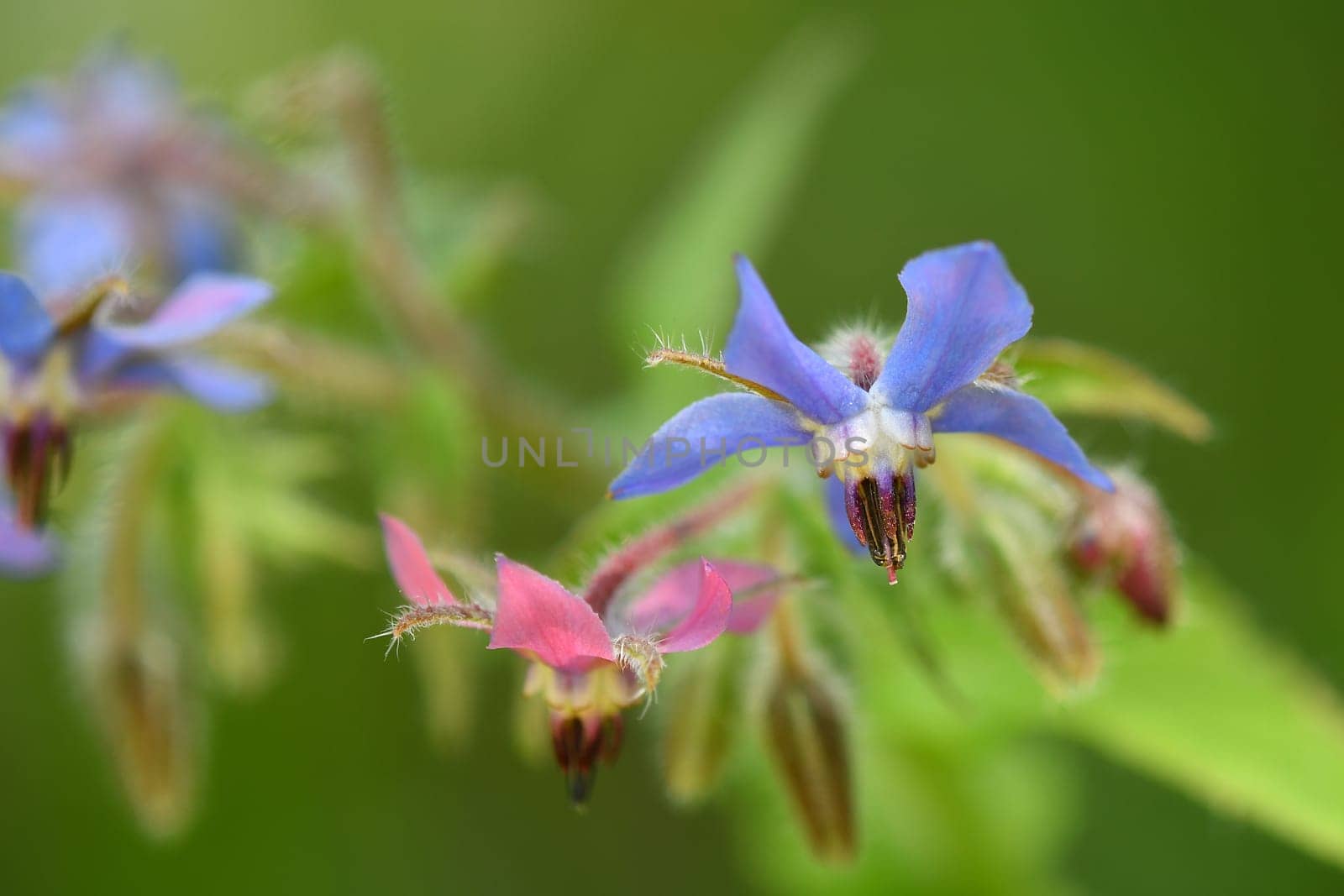 Borage, spice and medicinal herb with flower and bee