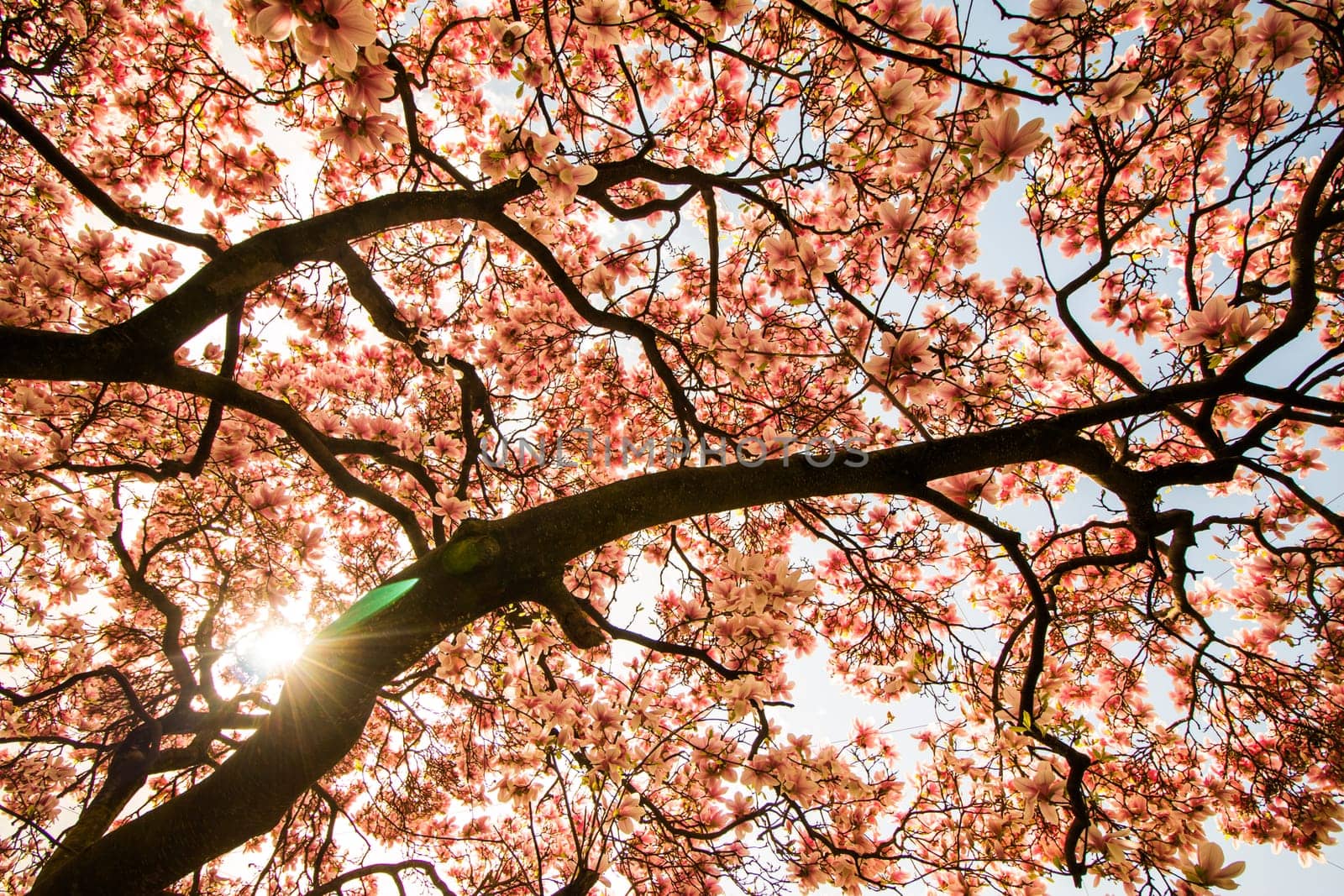 Beautiful magnolia tree in a park, spring