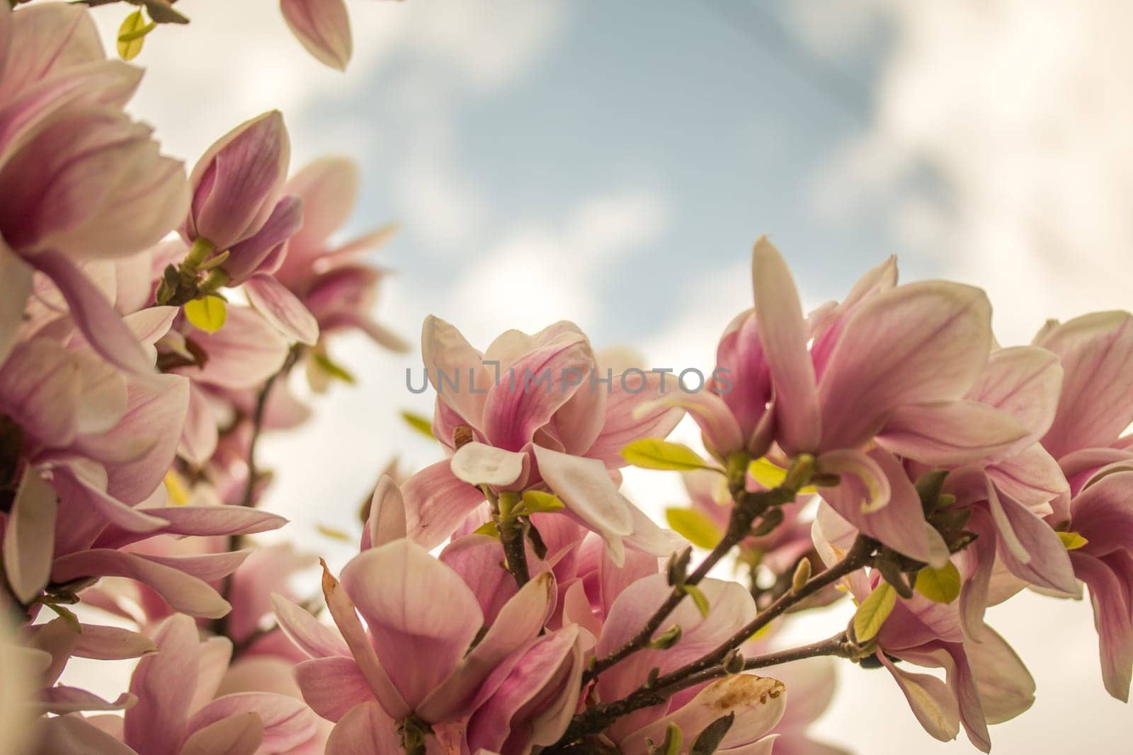 Beautiful magnolia blossom in a park, spring