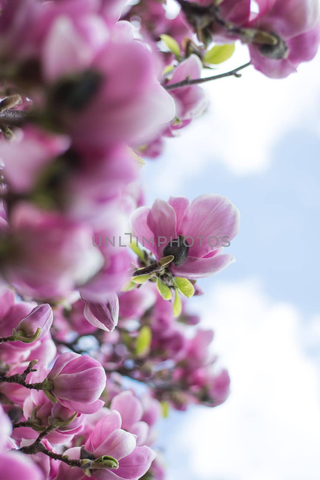 Beautiful magnolia blossom in a park, spring