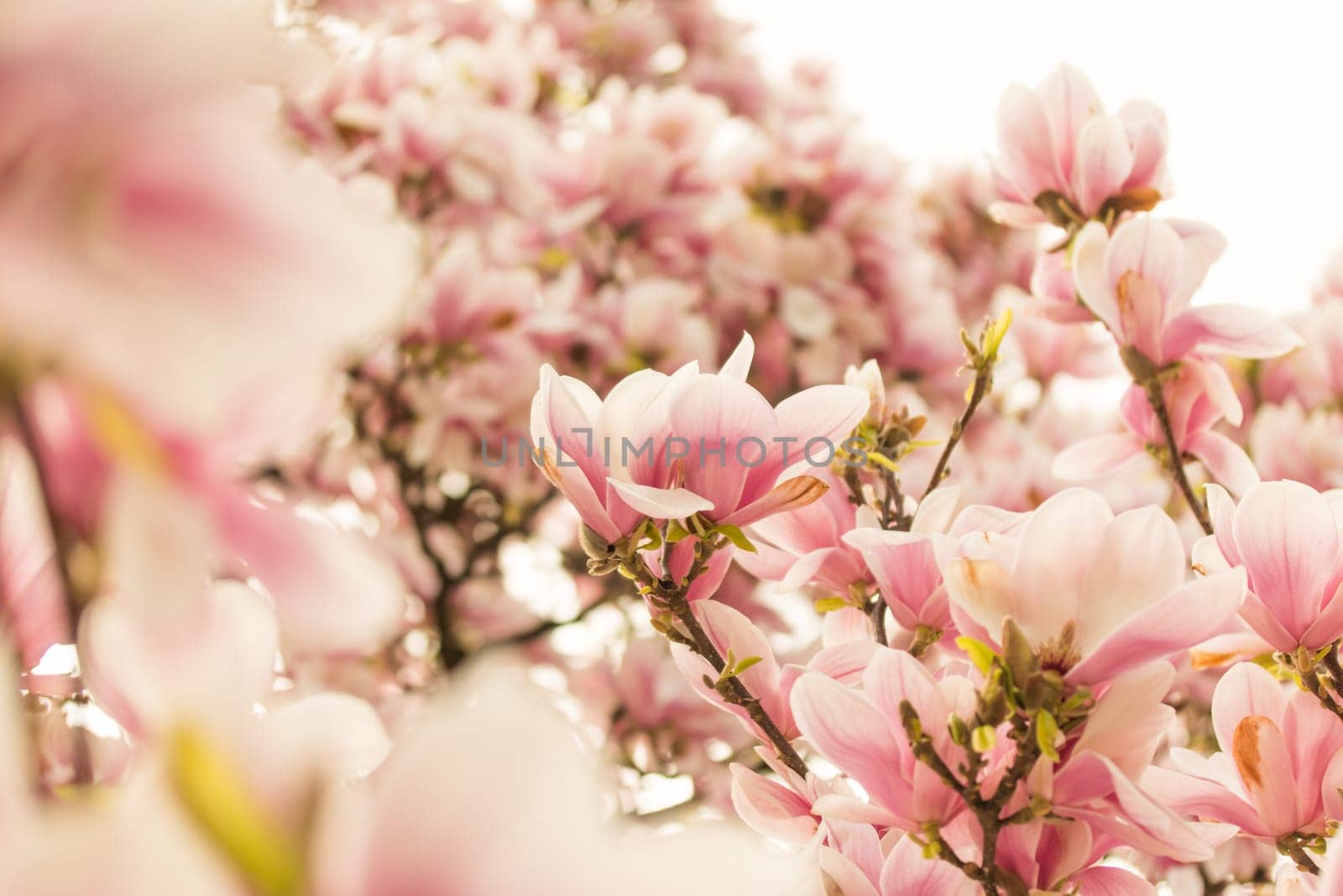 Beautiful magnolia blossom in a park, spring