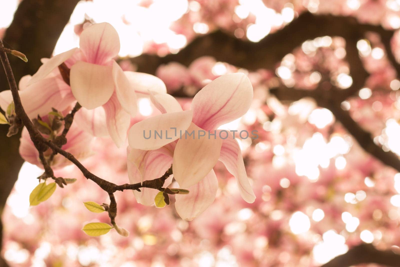 Beautiful magnolia blossom in a park, spring