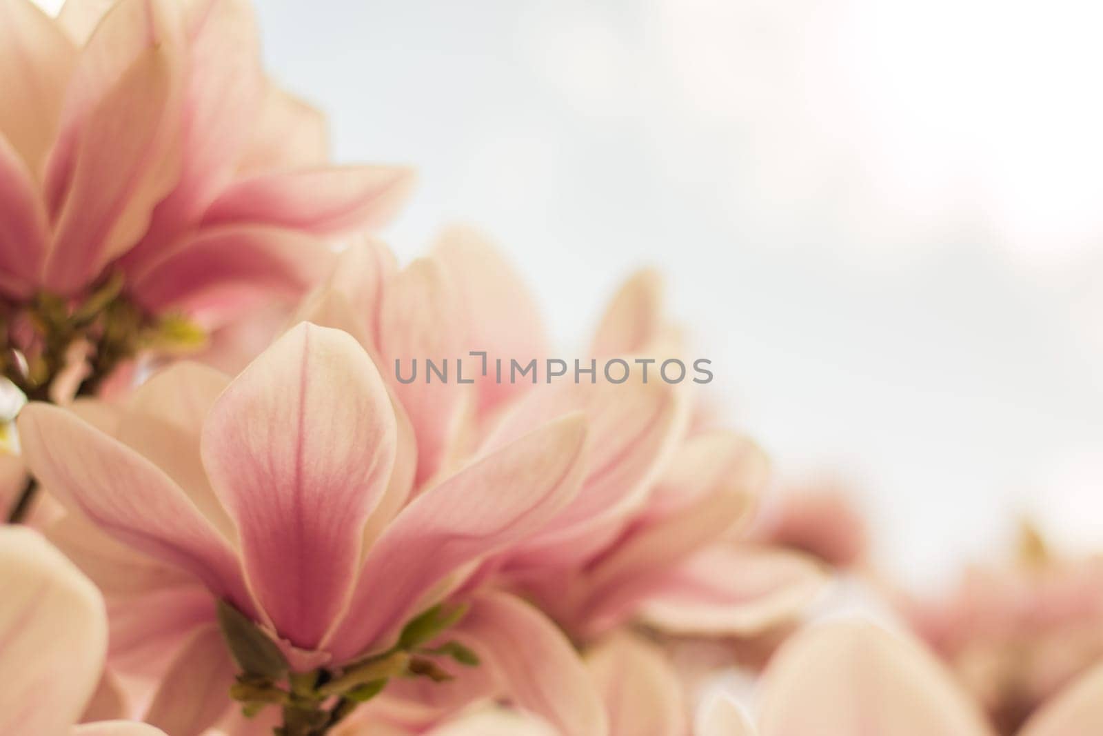 Beautiful magnolia blossom in a park, spring